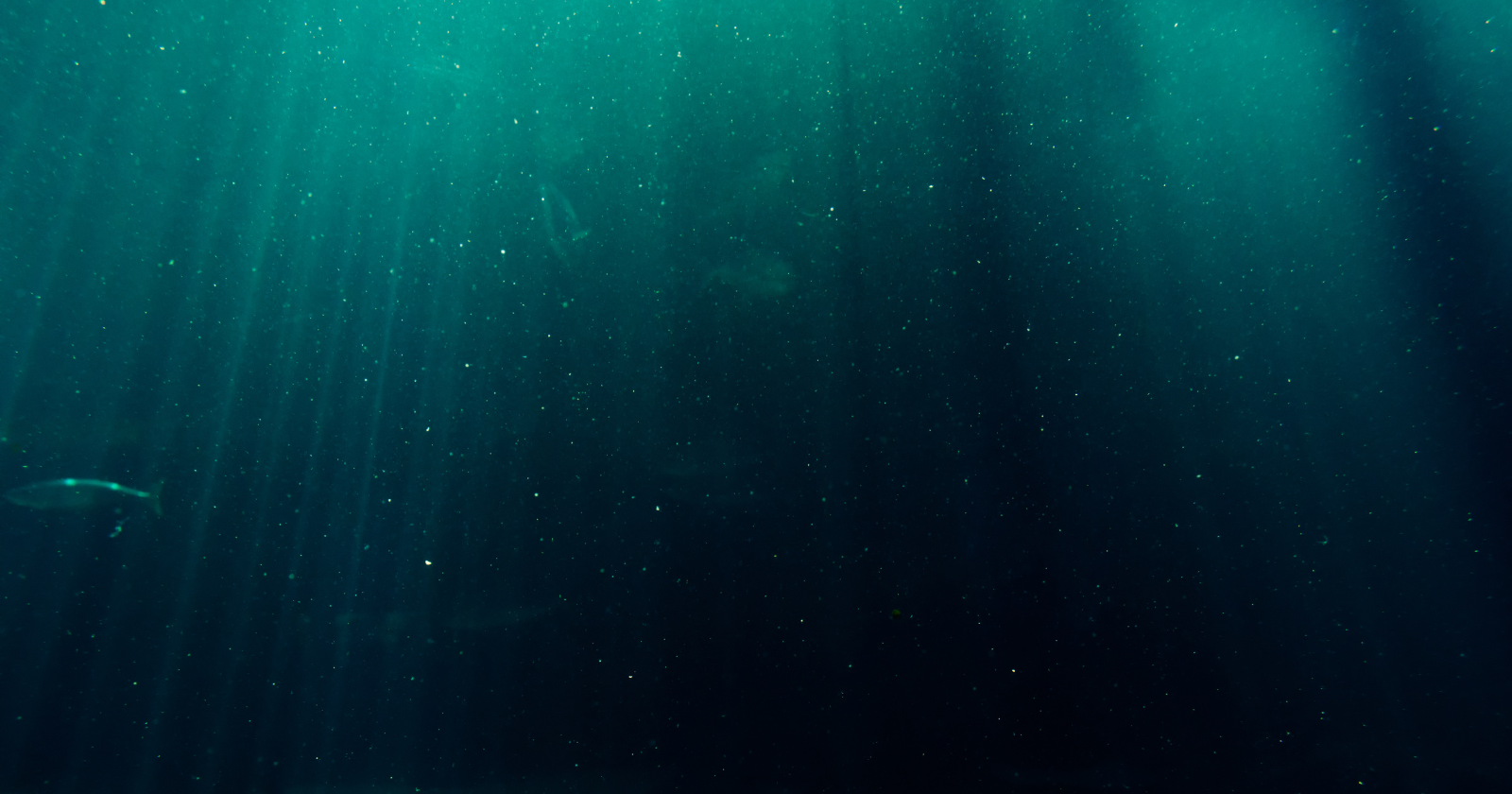 In 2019, Victor Vescovo made the deepest solo dive in human history, descending nearly 11 kilometres into the Challenger Deep, and at the bottom of the ocean he reported seeing what looked like a plastic bag