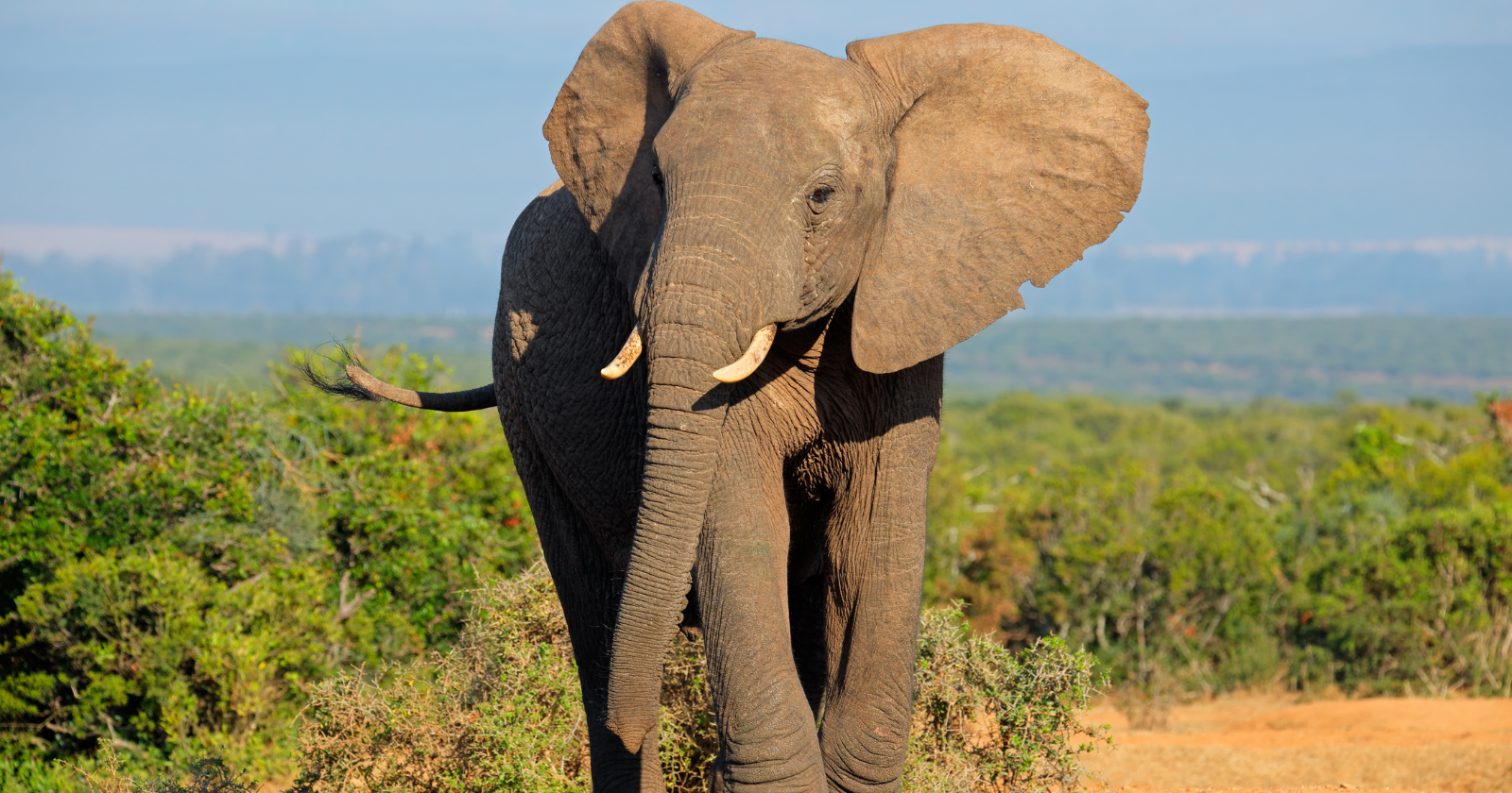 In 2023, researchers placed a GPS collar on a young bull elephant in Zambia. Two years later, his path stretched across four countries and six national parks, revealing the ancient routes elephants still remember, and the human borders now cutting through them