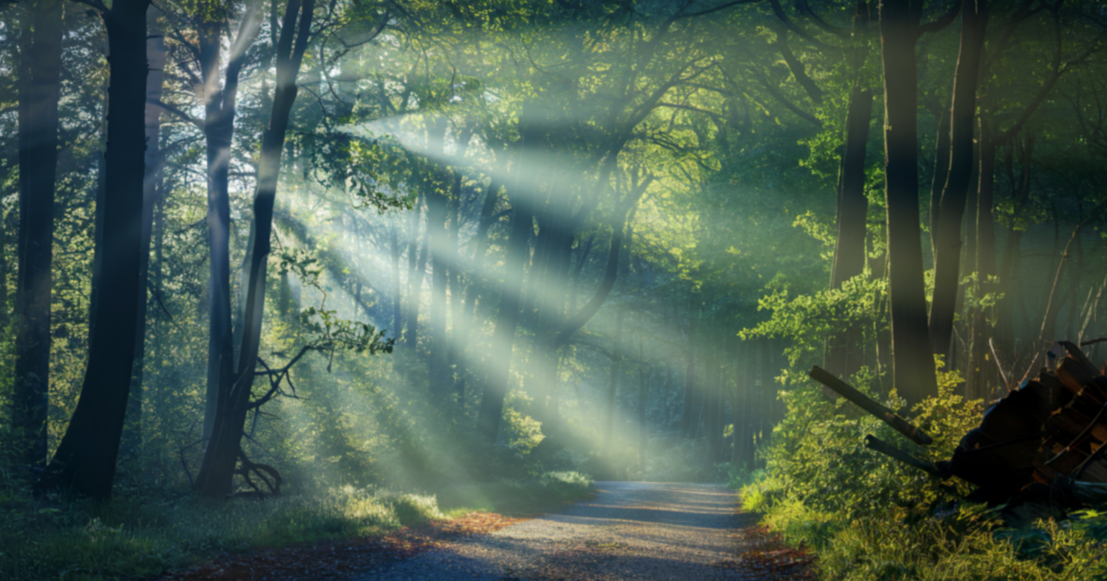 In 1982, Japan turned walking slowly through the woods into a public-health idea called forest bathing. Then it spent decades studying what forests really do to stress, the heart, and the body