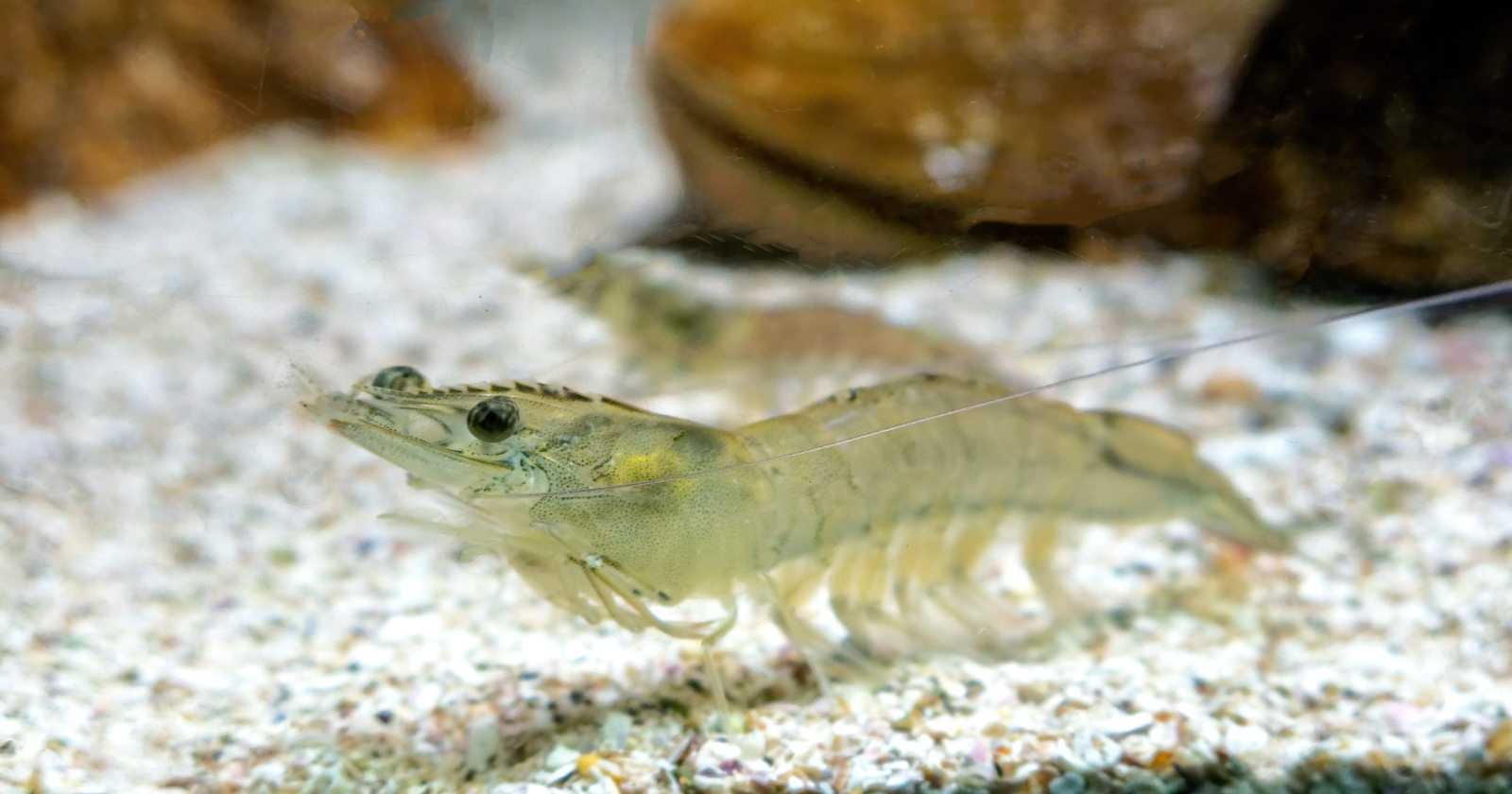 The pistol shrimp snaps its claw so fast it creates a collapsing cavitation bubble nearly as hot as the Sun’s surface — and kills with the shockwave, not the claw
