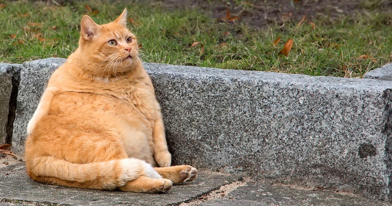 Cats rarely meow at other adult cats. They save the meow mostly for humans, then learn which pitch and urgency get a person to open the door, fill the bowl, or pay attention