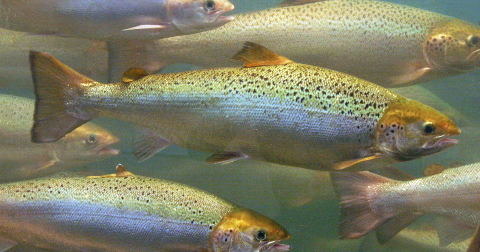 Salmon returning to the stream where they hatched are not following a map anyone drew for them: they are reading the chemical signature of their birth water on the final stretch, a scent memory formed before they ever reached the ocean