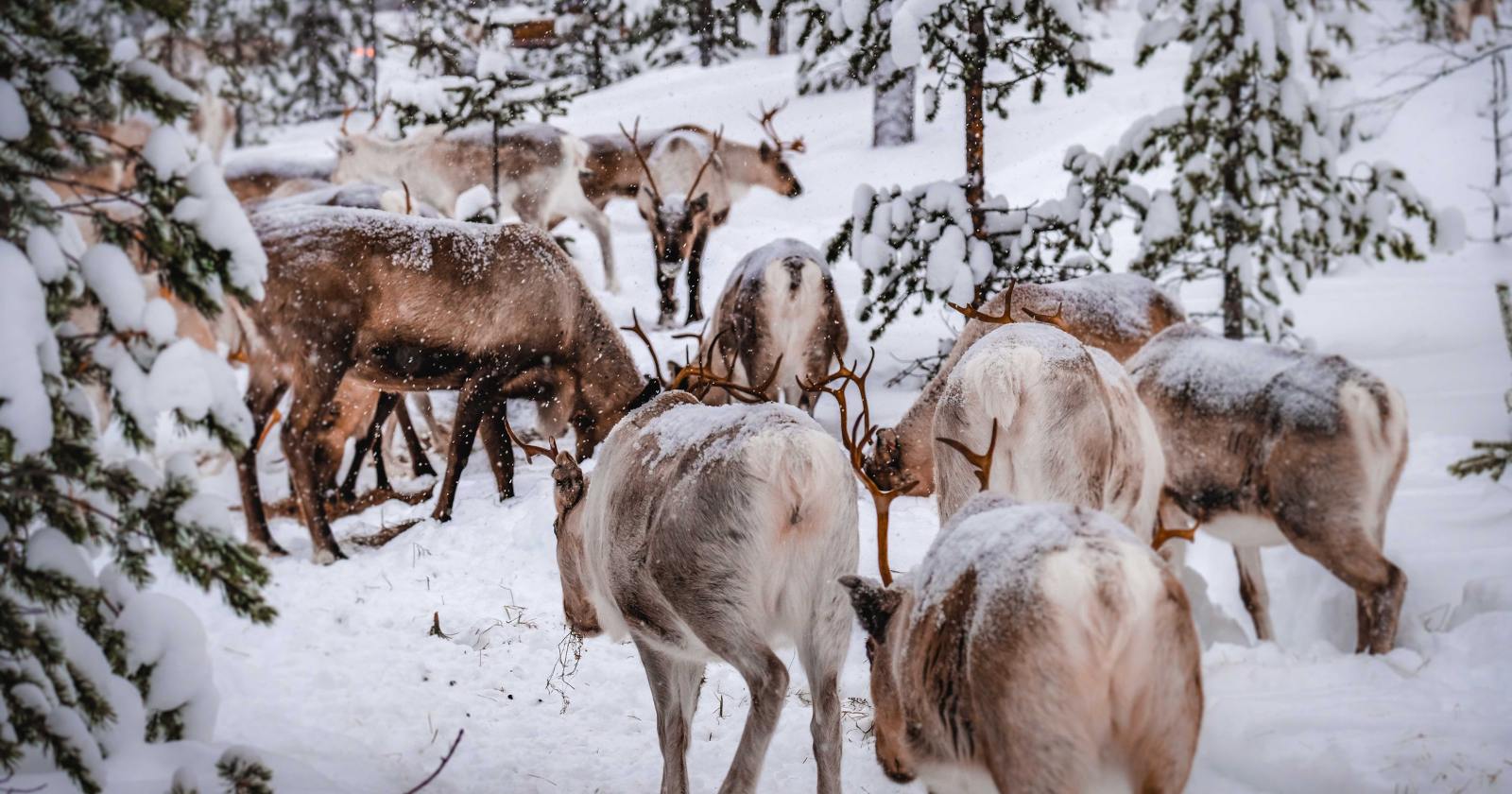 Caribou in northern Canada travel up to 5,000 kilometres a year, a rhythm so reliable that Indigenous communities structured entire calendars around it for thousands of years, and one that has shifted by weeks in the last two decades as tundra temperatures change