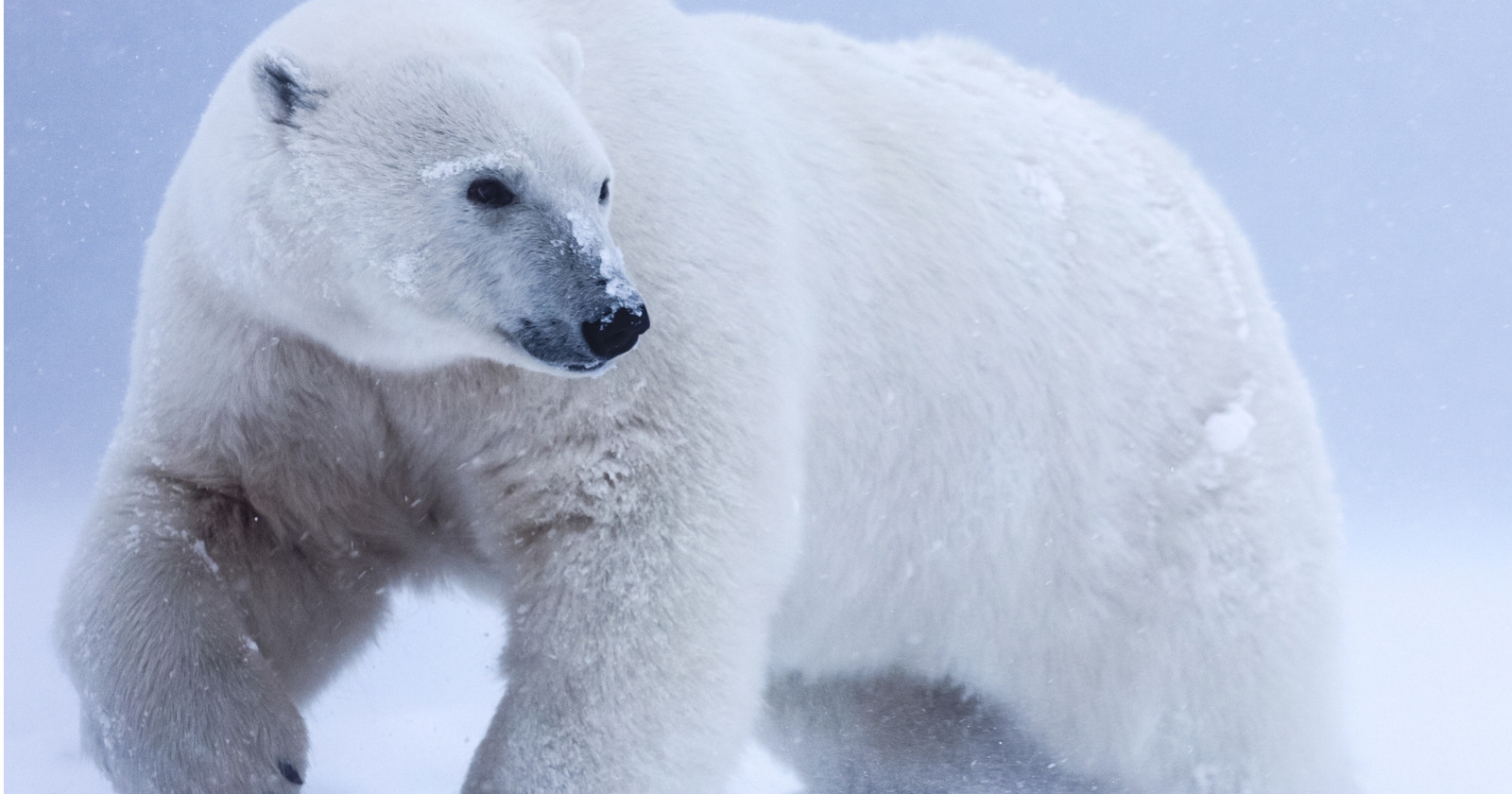 A polar bear’s fur looks white, but it contains no white pigment: its long guard hairs are transparent, hollow tubes that scatter light like crushed ice, while the skin underneath is black, helping absorb what little Arctic sunlight reaches it