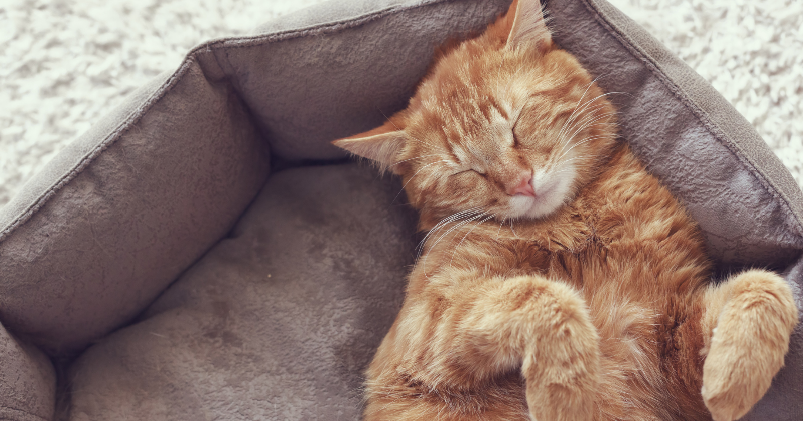 Cats sleep between 12 and 16 hours a day not because they are lazy but because their hunting strategy requires explosive short-burst energy — and a body that can sprint at nearly 50 kilometres per hour needs most of the day to prepare for a few seconds of effort