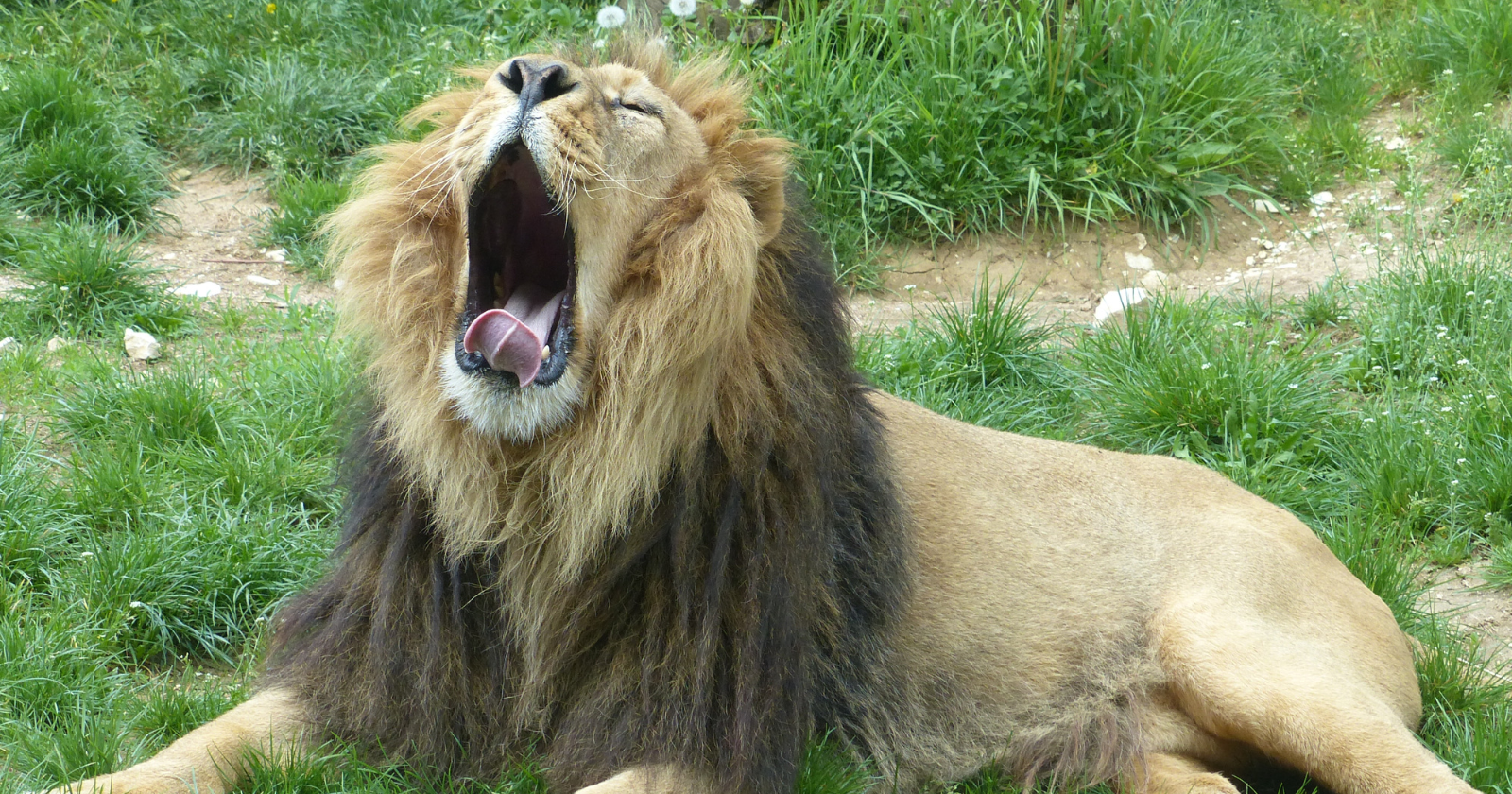 A lion's tongue is covered in hollow, backward-pointing spines called papillae, widely credited with stripping flesh from bone and lifting hair from a hide: the same structure that makes a lick from a domestic cat feel like sandpaper
