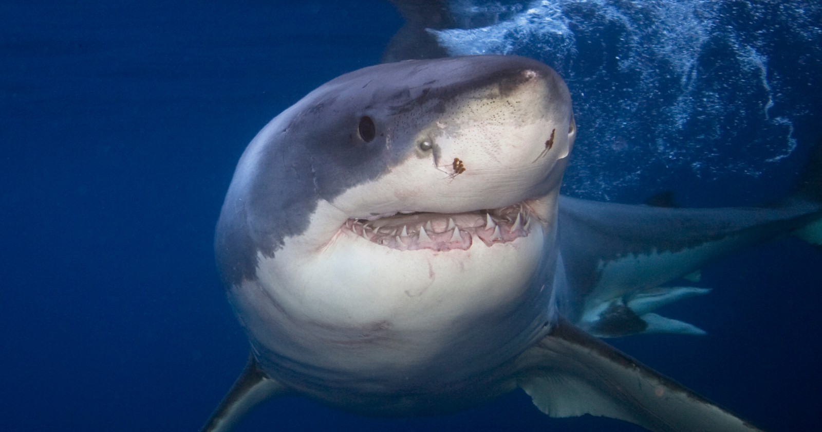 A deep-water shark's liver can account for up to 30 per cent of its total body mass, and the oil inside it is what corrects for having no swim bladder: the liver is, functionally, the shark's buoyancy organ