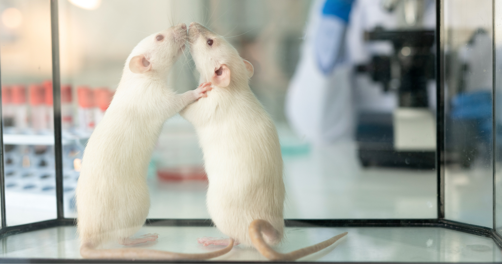 In a University of Chicago lab, a rat left free to roam learned to open a tube and release a trapped cagemate, and when researchers added chocolate as a rival temptation, the rat opened both at much the same speed, then ate less of the chocolate than it would have eaten alone