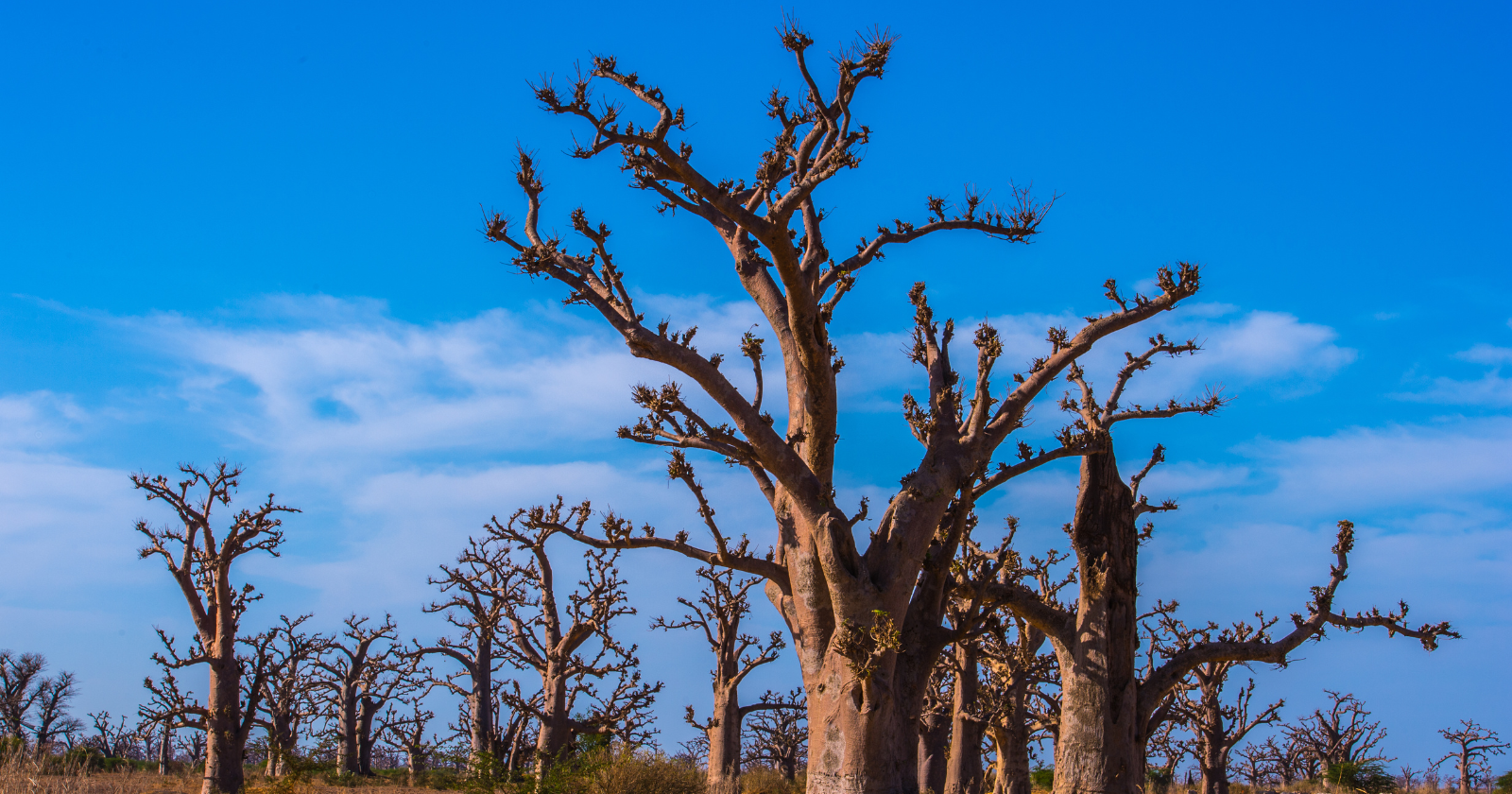 The Great Green Wall was pitched in 2007 as an 8,000-kilometre tree barrier — but 15 years in, only about 4% of the trees are actually in the ground