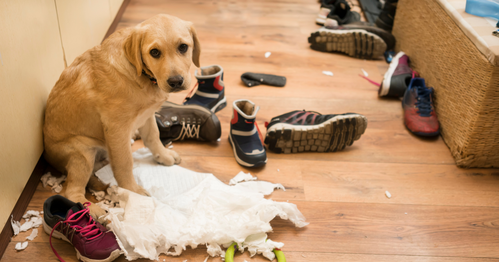 That adorable 'guilty look' your dog gives you is probably not guilt at all: in one experiment, dogs looked just as 'guilty' when they were entirely innocent — the hangdog face is a response to your scolding, not a real confession of any crime