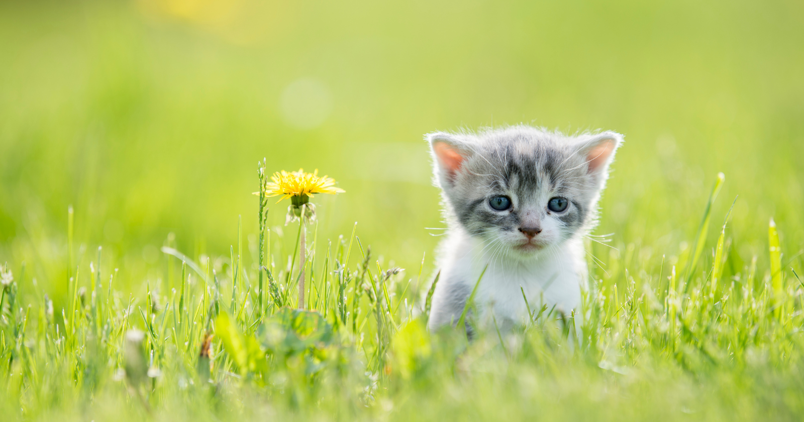We assume a cat's meow is simply how cats 'talk', but adult cats almost never meow at one another: the sound is aimed squarely at us, a call kittens make to their mothers that housecats have repurposed purely to manage humans