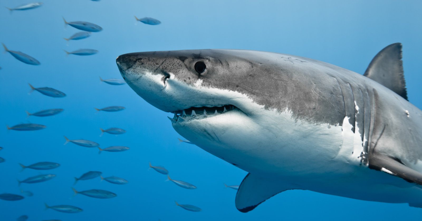 Sharks have no bones at all - their entire skeleton, jaws included, is built from lightweight, flexible cartilage, the same material that shapes the tip of your nose