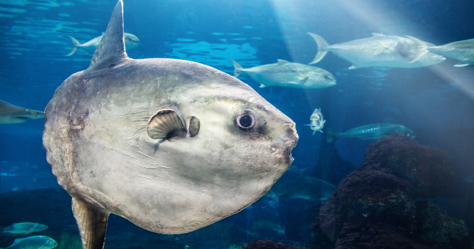 The ocean sunfish can carry more than forty kinds of parasite at once, and the way it gets clean is far more gruesome than you'd think