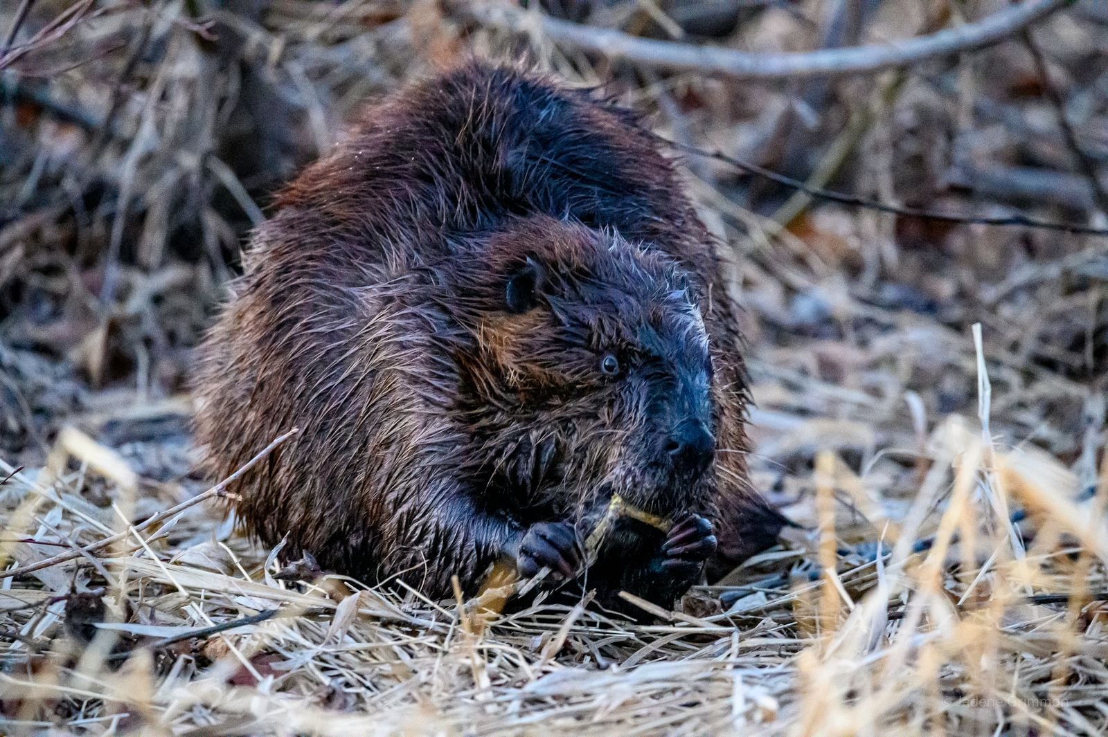 beaver dam pond