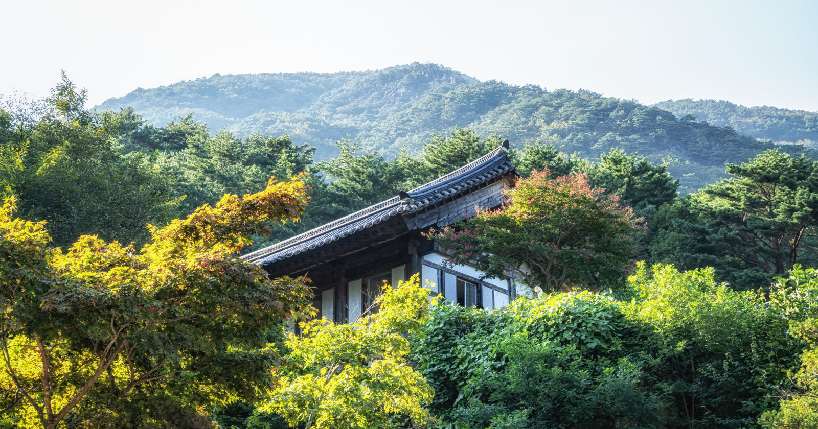 By the 1950s war had stripped South Korea's hills bare, and few believed the forests would return: yet a decades-long national planting campaign brought them back, and today woodland covers roughly two-thirds of the whole country once again