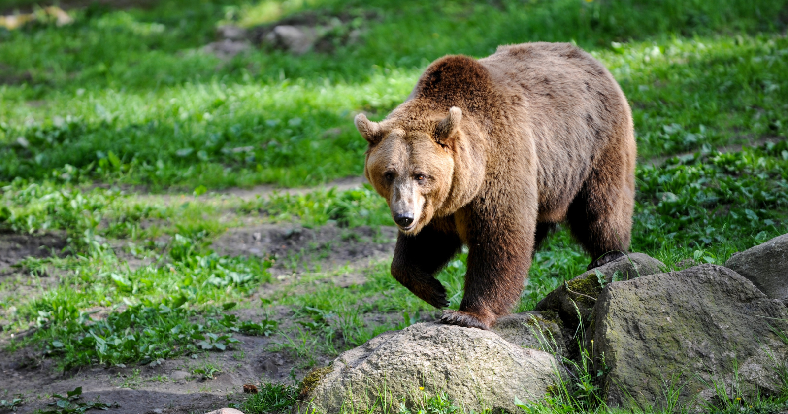 Mauled by a grizzly and left for dead in 1823, the frontiersman Hugh Glass simply refused to die: he dragged his broken body across the wilderness for weeks, by some accounts as far as 200 miles, until he somehow reached help alive