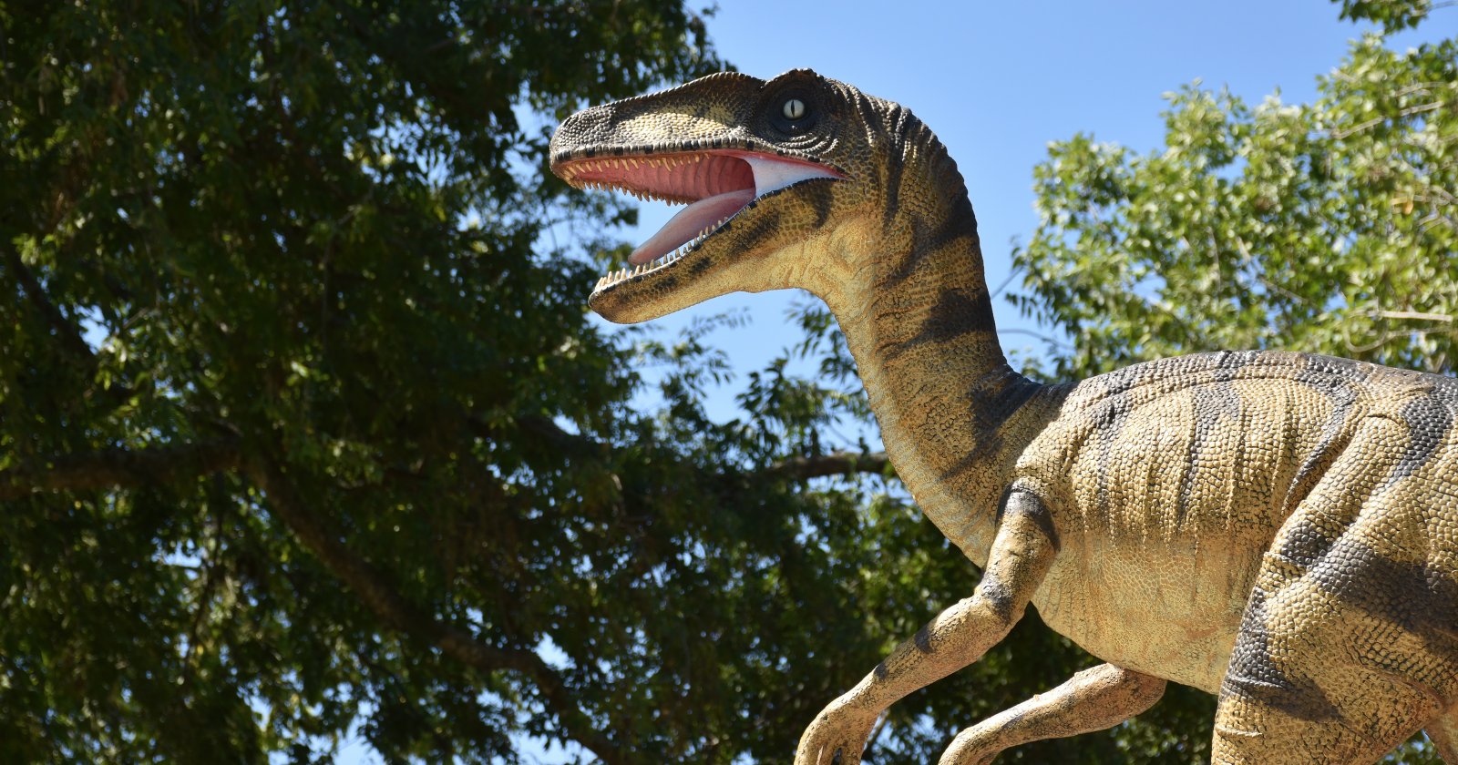The Velociraptor stalking the kitchen in Jurassic Park was nearly two metres tall and scaly. The real animal barely reached your knee — about 15 kilos, roughly turkey-sized, and covered in feathers, with the quill anchor points still visible on a fossil forearm