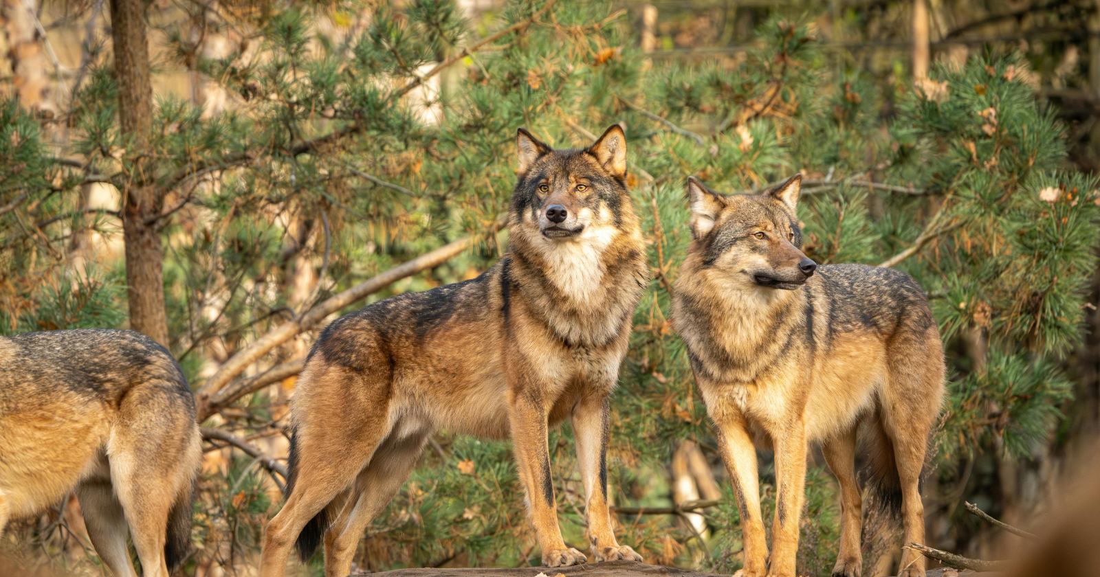 The "alpha wolf" as a permanent pack boss doesn't really exist in a typical wild pack — and the scientist who helped make the term famous spent years trying to take it back. A pack isn't usually a gang of rivals clawing to the top; it's a family, and the so-called alpha male and female are generally Mum and Dad
