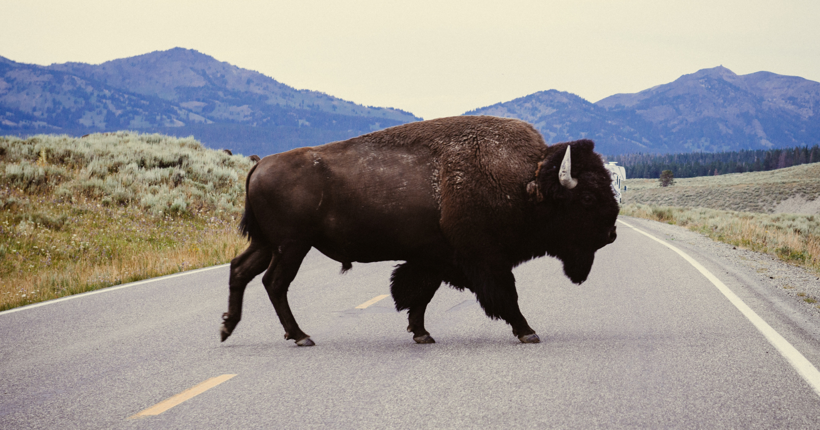A Yellowstone bison can hit 35 miles an hour — faster than Usain Bolt at his world-record best, and about twice as quick as you can run. Which is precisely why the park's one-ton "fluffy cows" injure more visitors every year than any other animal there