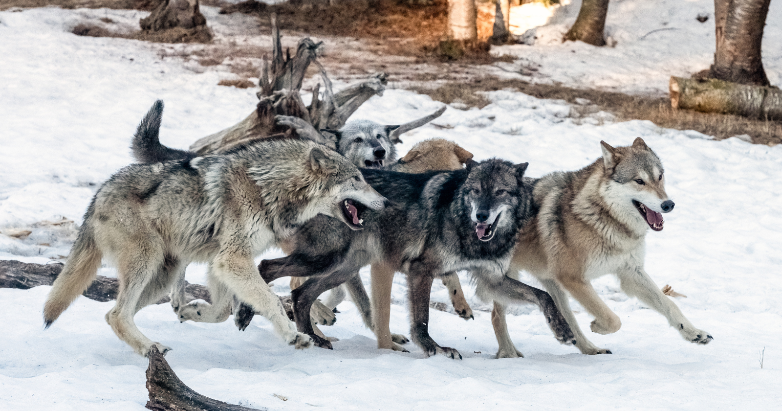 How Older Wolf Siblings Help Raise New Pups - News Directory 3
