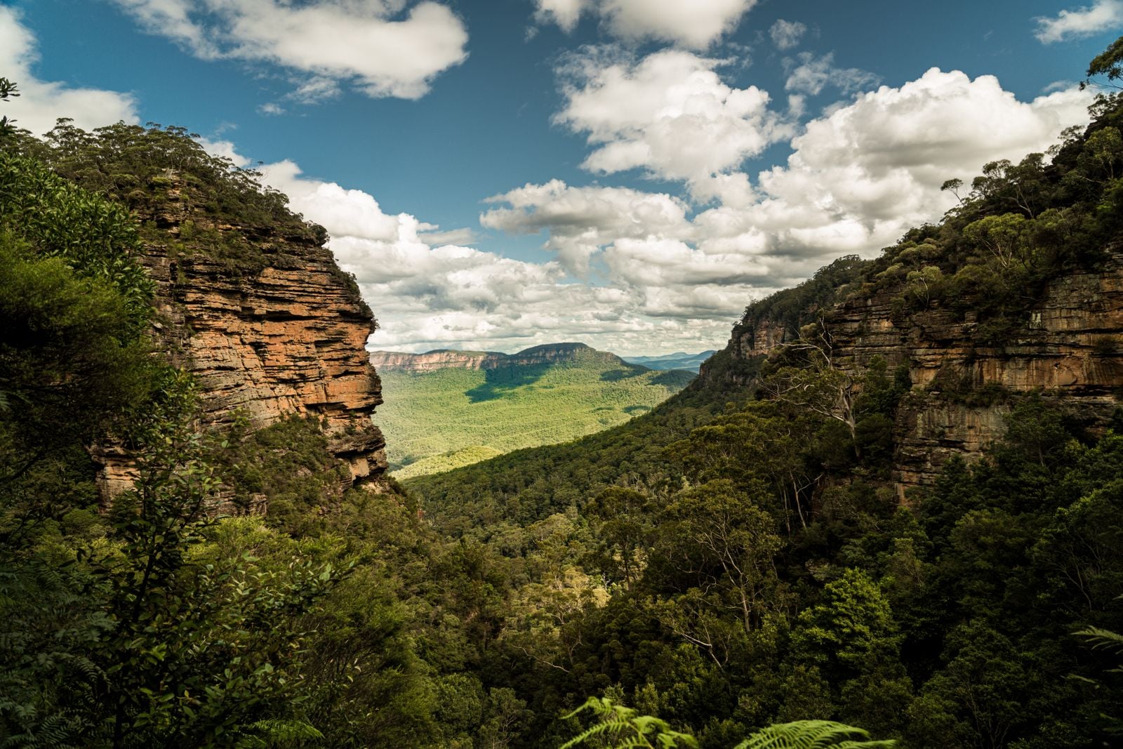 A park ranger lowered himself into an Australian canyon expecting to document an ordinary patch of rainforest and found a stand of trees that had been missing from the living world for millions of years
