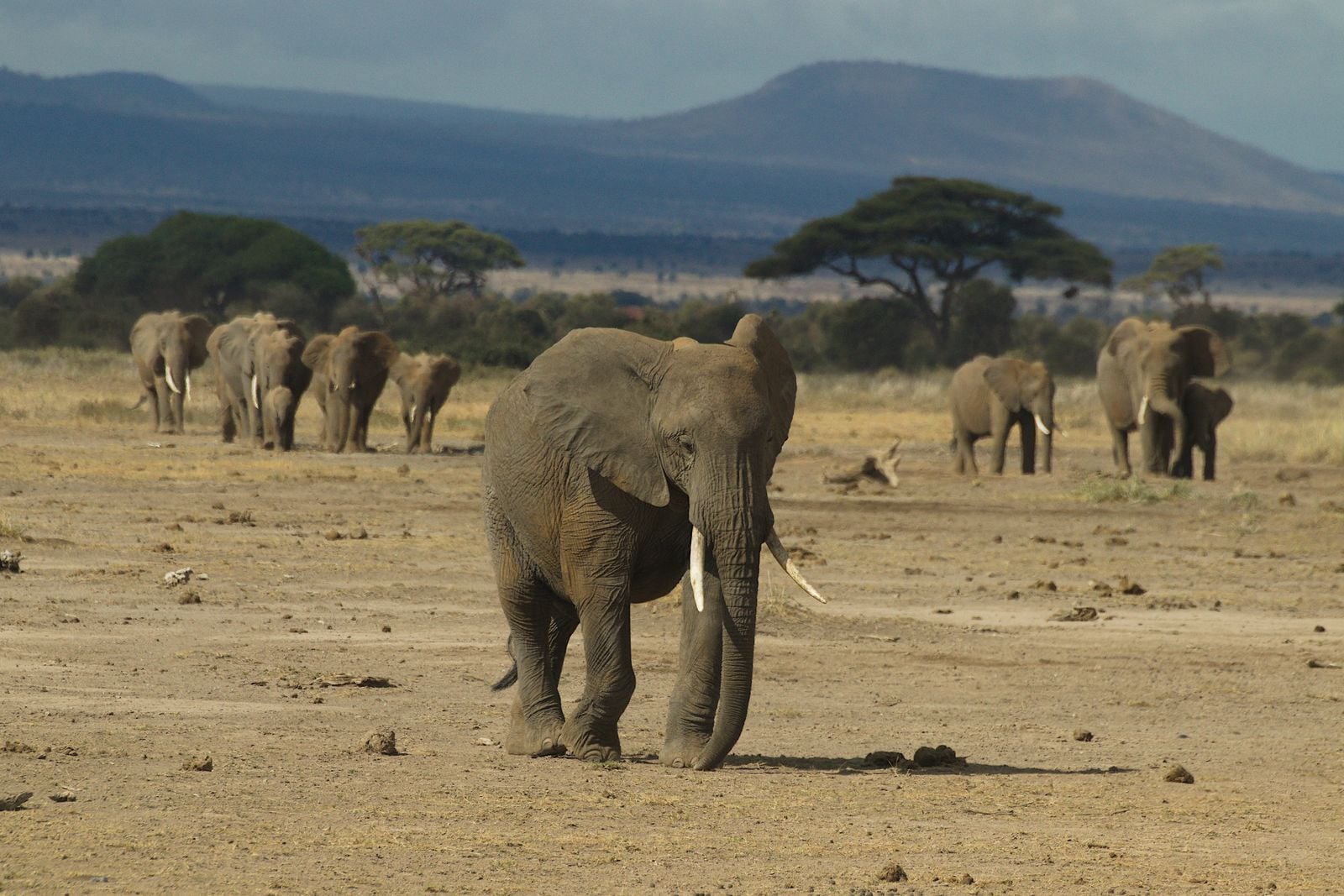 Elephants in Mozambique's Gorongosa Park are being born tuskless at rates approaching 33% — a genetic signature of 15 years of civil-war ivory hunting that the population is now passing to its daughters