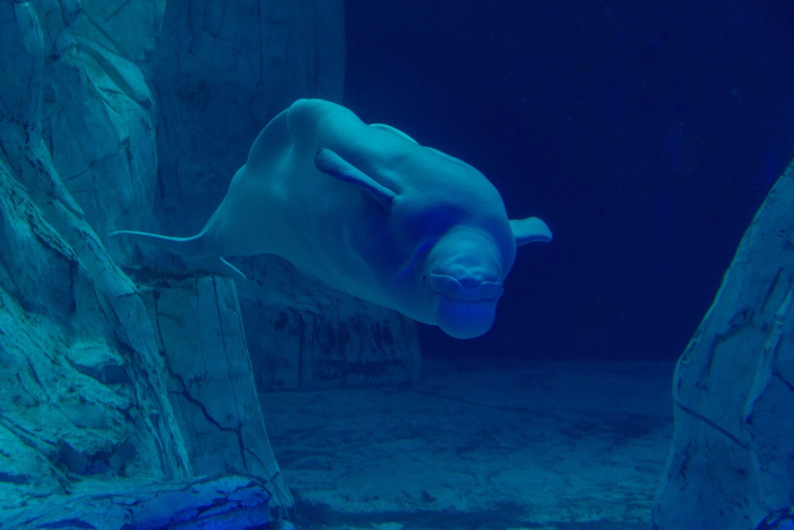 Every winter, a single beluga whale in the Arctic will dive to 700 metres and stay under for 25 minutes on a lungful of air compressed to 1/70th its surface volume, sustained by muscles so oxygen-rich they run nearly black when cut