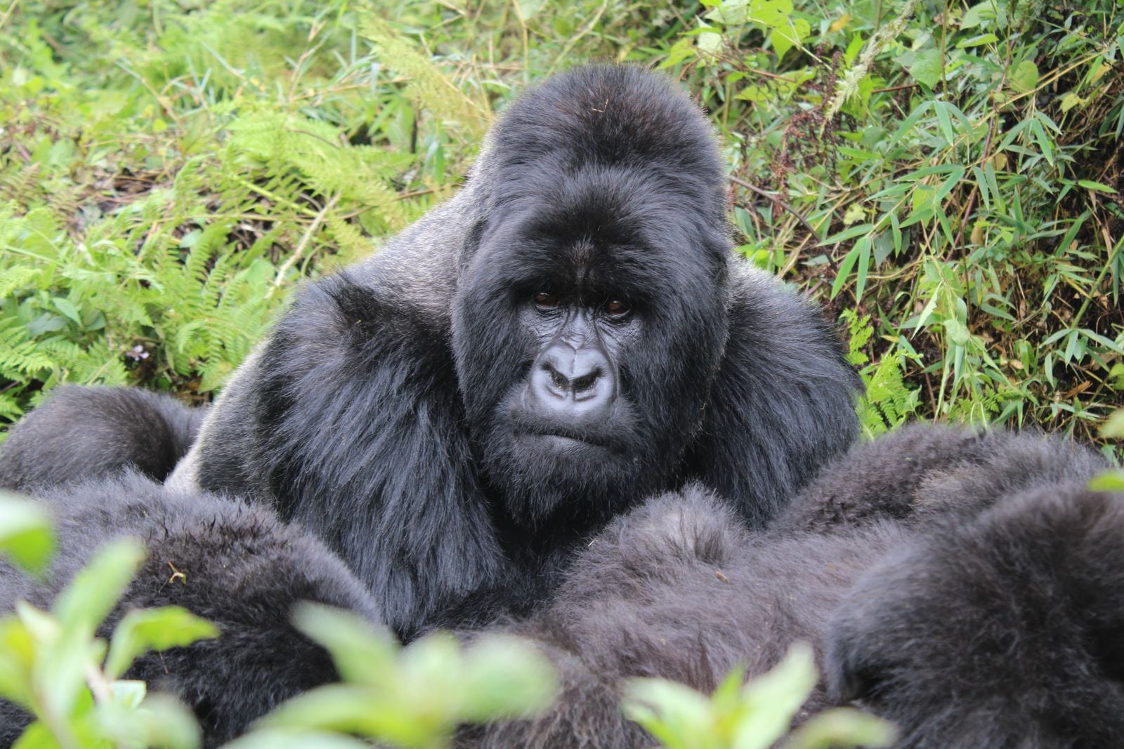 Mountain gorillas build immense muscle on leaves and stems — and the gut microbes that help power them produce the same short-chain fatty acids your own body absorbs