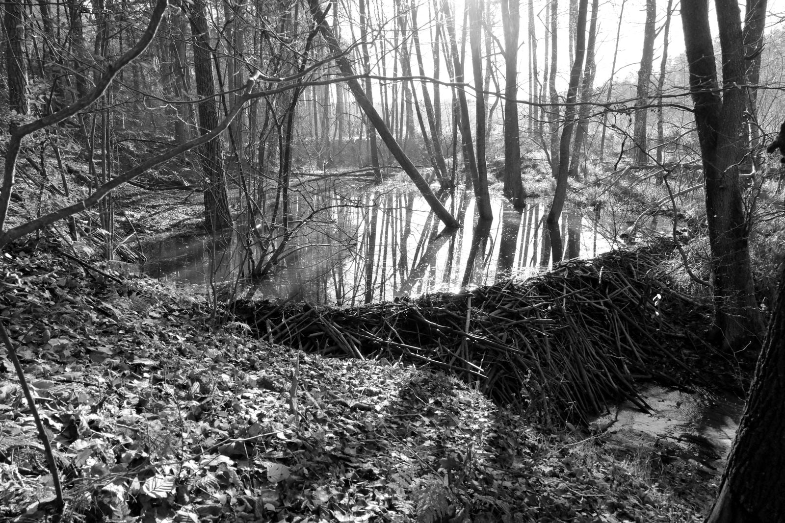 How does a rodent that weighs 20 kilos and builds mud walls raise a valley's water table by nearly a metre and store more carbon in the wet ground than the trees above it?