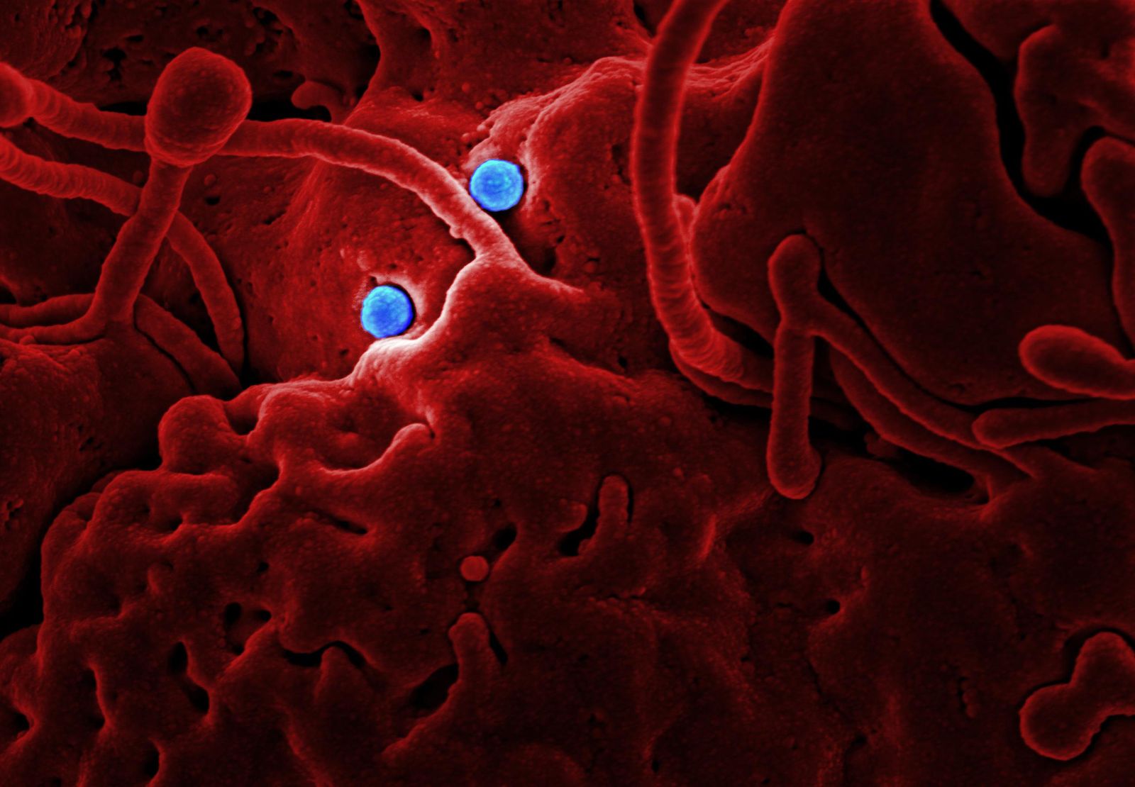 human colon microbiome illustration