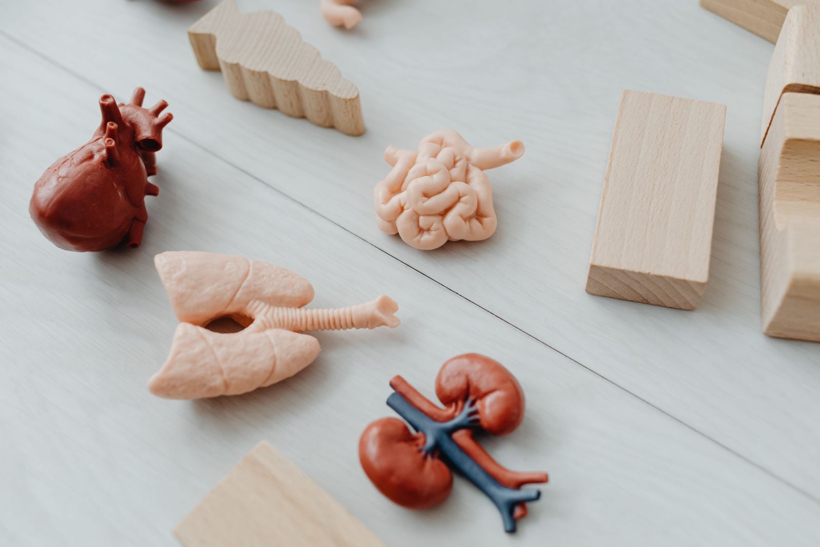 human kidney anatomy diagram