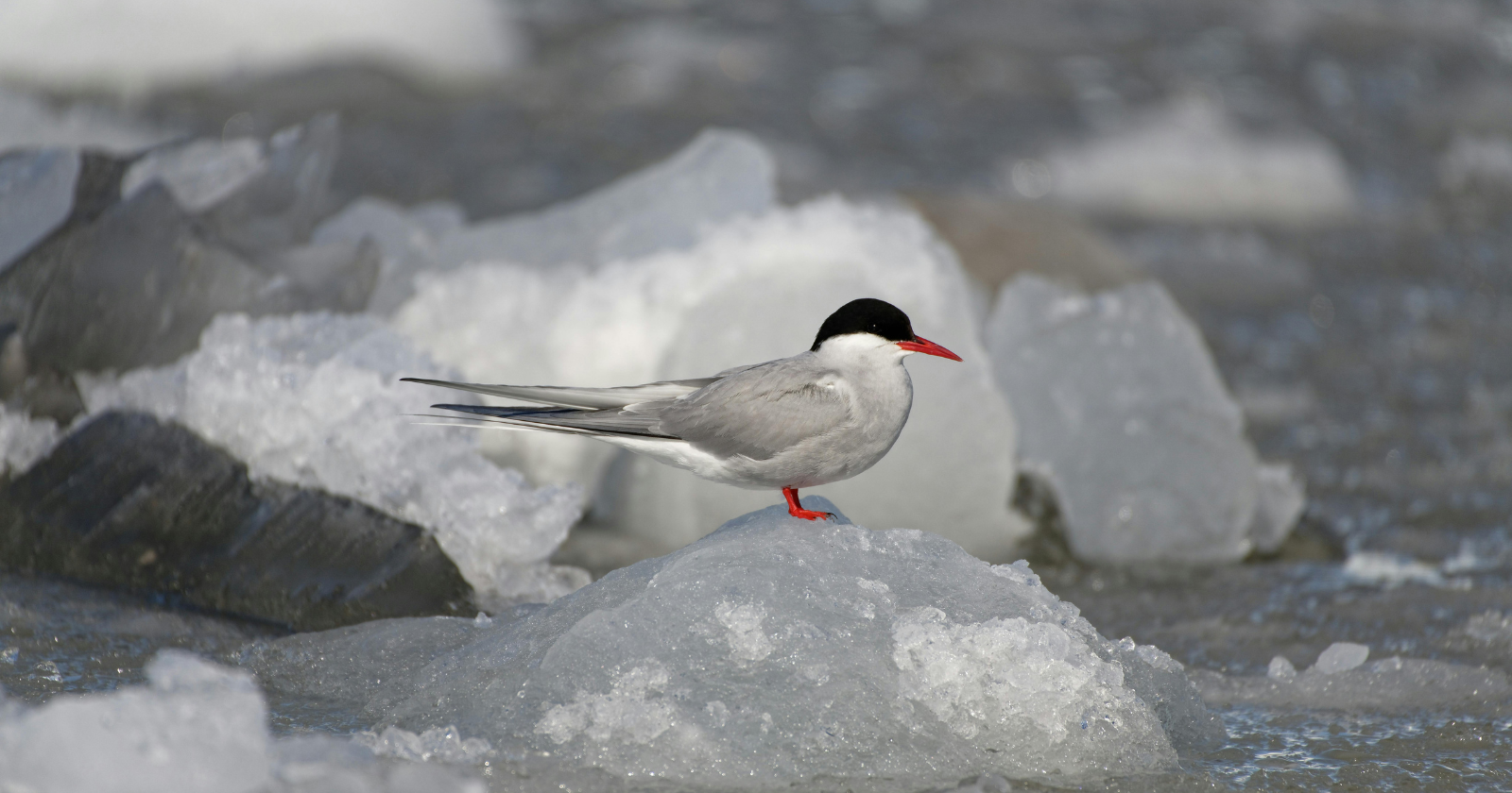 Because it chases summer from one end of the planet to the other, the Arctic tern experiences two summers every year and very likely sees more daylight than any other creature alive