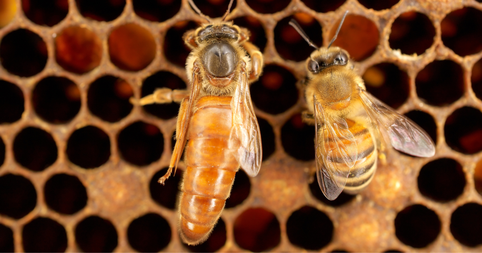 A queen honeybee can live for several years, while worker bees may live for only six weeks in summer — and biologists still cannot fully explain the difference, because queens and workers share the same basic genome and are separated mainly by what they were fed as larvae