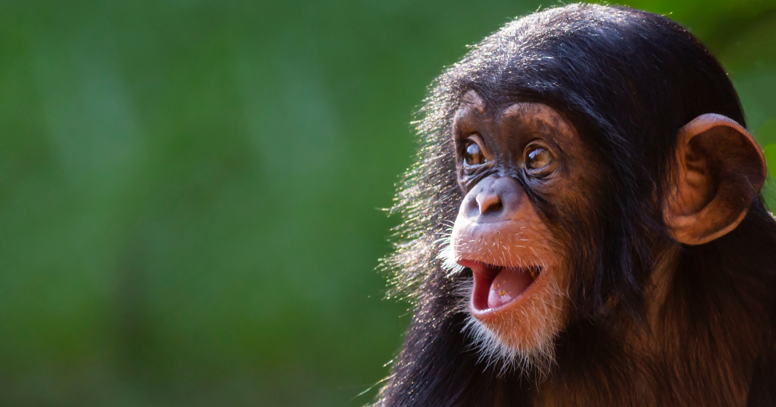 In 1960, anthropologist Louis Leakey sent a 26-year-old English secretary named Jane Goodall — who had no university degree and no scientific training — to a stretch of forest called Gombe to study wild chimpanzees. Within months she had observed a chimpanzee stripping leaves off a stalk to fish termites from a mound, overturning the long-held belief that only humans made and used tools