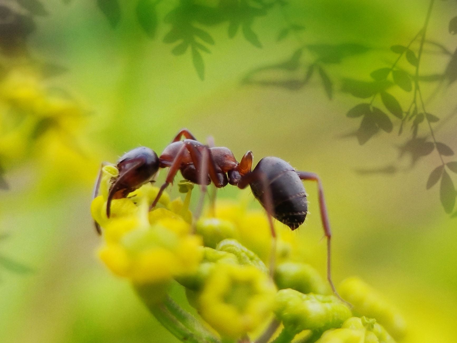 Macro shot of a red ant exploring a vibrant yellow flower in a natural setting.