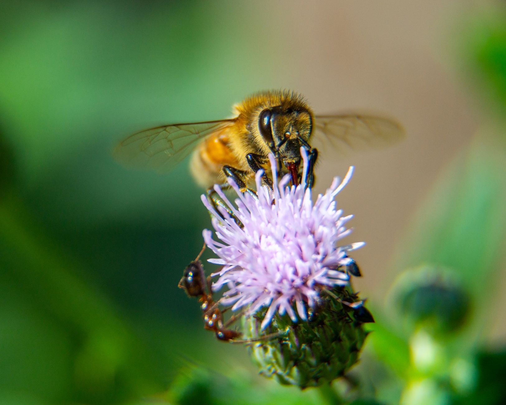 Close-up of a bee and ant on a thistle flower in Canonsburg, PA. Capturing buzzing life.