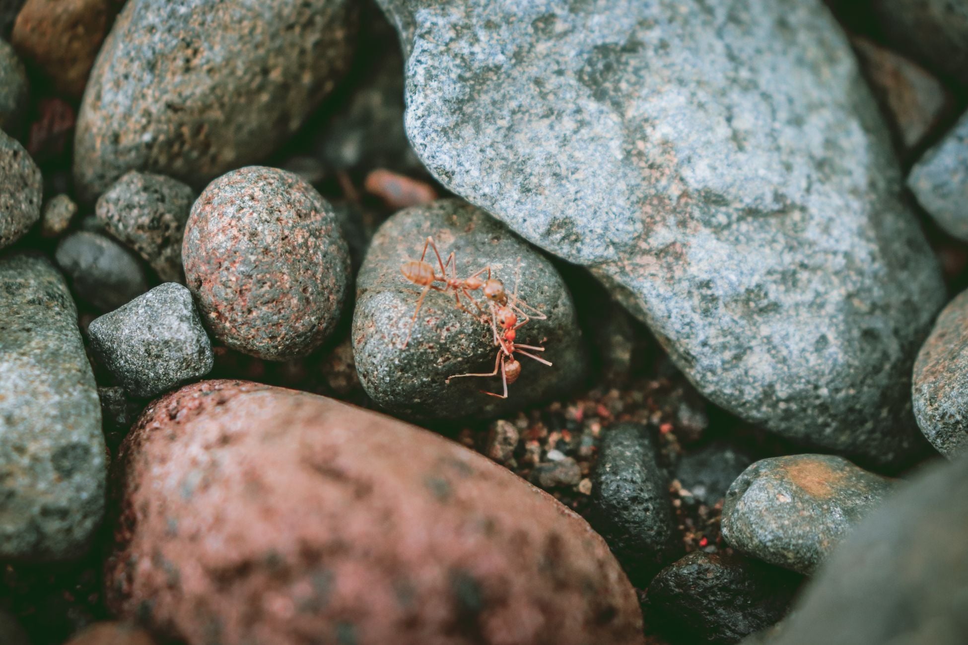 Close-up macro shot of red ants crawling on stones in a natural outdoor setting.