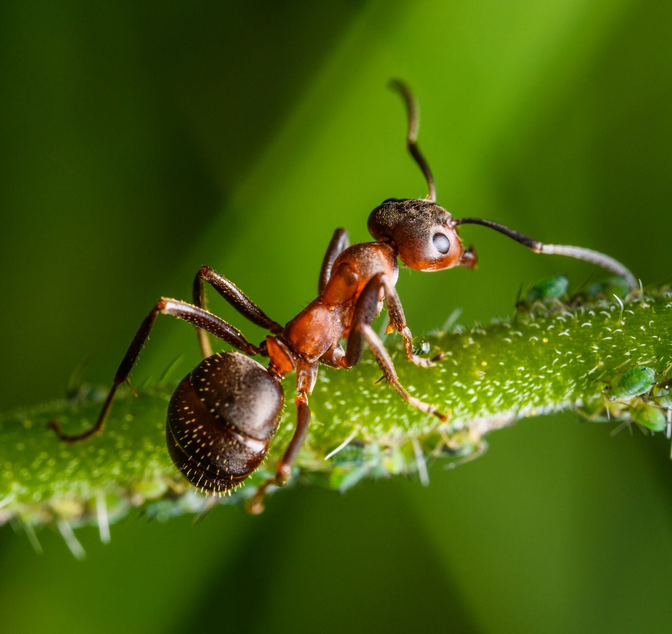 Macro shot of an ant on a green stem with a blurred background, showcasing nature's details.