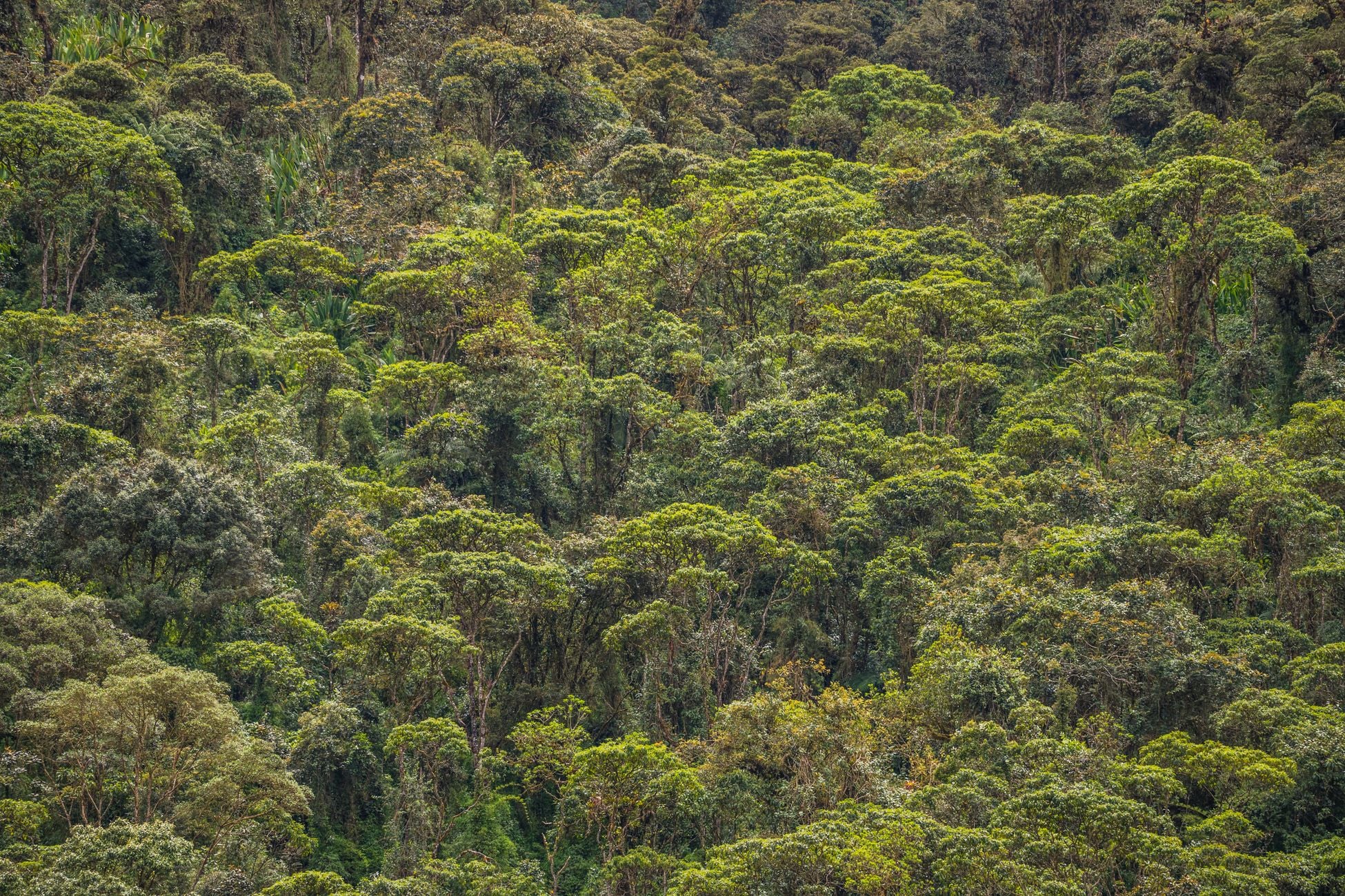 Explore the vibrant and dense forest canopy of Choachí, Colombia, showcasing lush greenery and diverse flora.