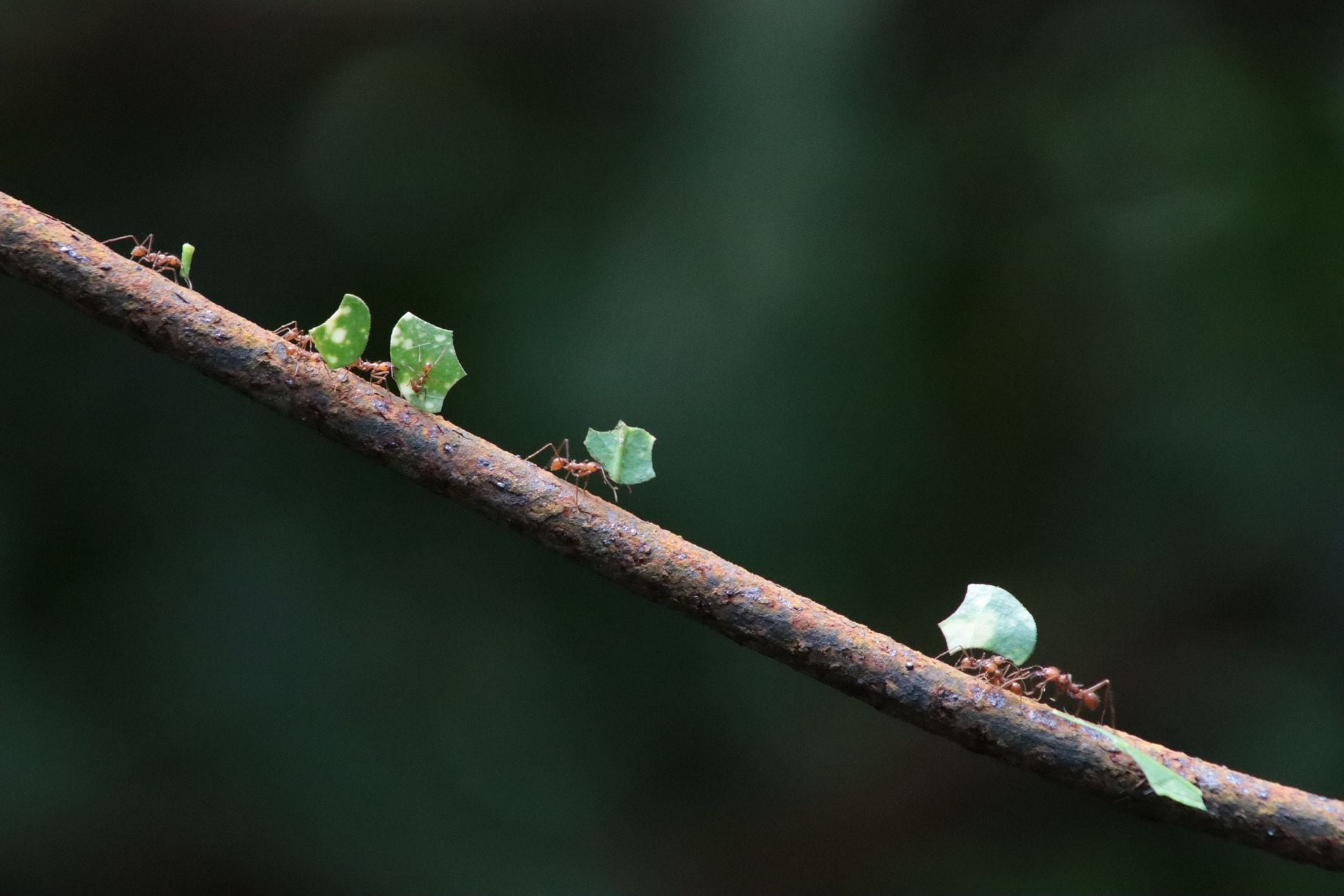 An ant carrying a crumb across your kitchen floor can lift and haul around 50 times its own body weight — the human equivalent of a person carrying a small car up a flight of stairs without slowing down