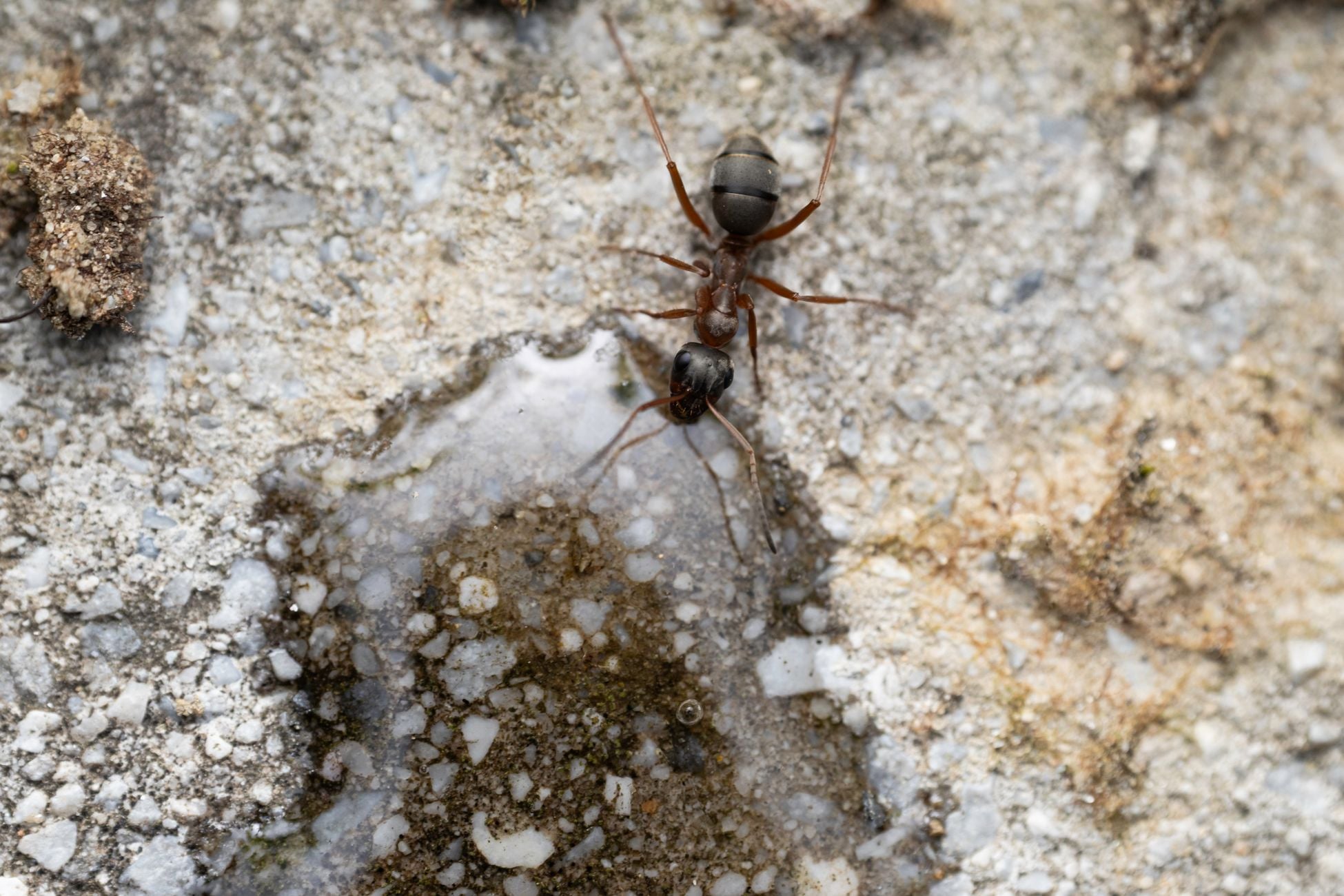 The total weight of all the ants on Earth roughly rivals the combined weight of all wild mammals and birds — an estimated 20 quadrillion individuals, quietly moving more soil each year than earthworms