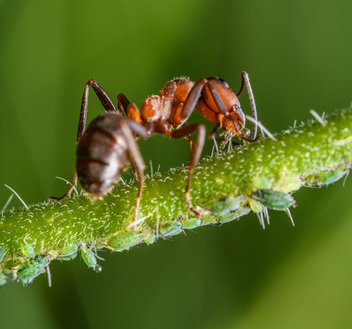 The trails of ants marching along your skirting board are drawn in scent, not sight — each ant lays a chemical line the next follows, and the path only fades when the food runs out and no one refreshes it