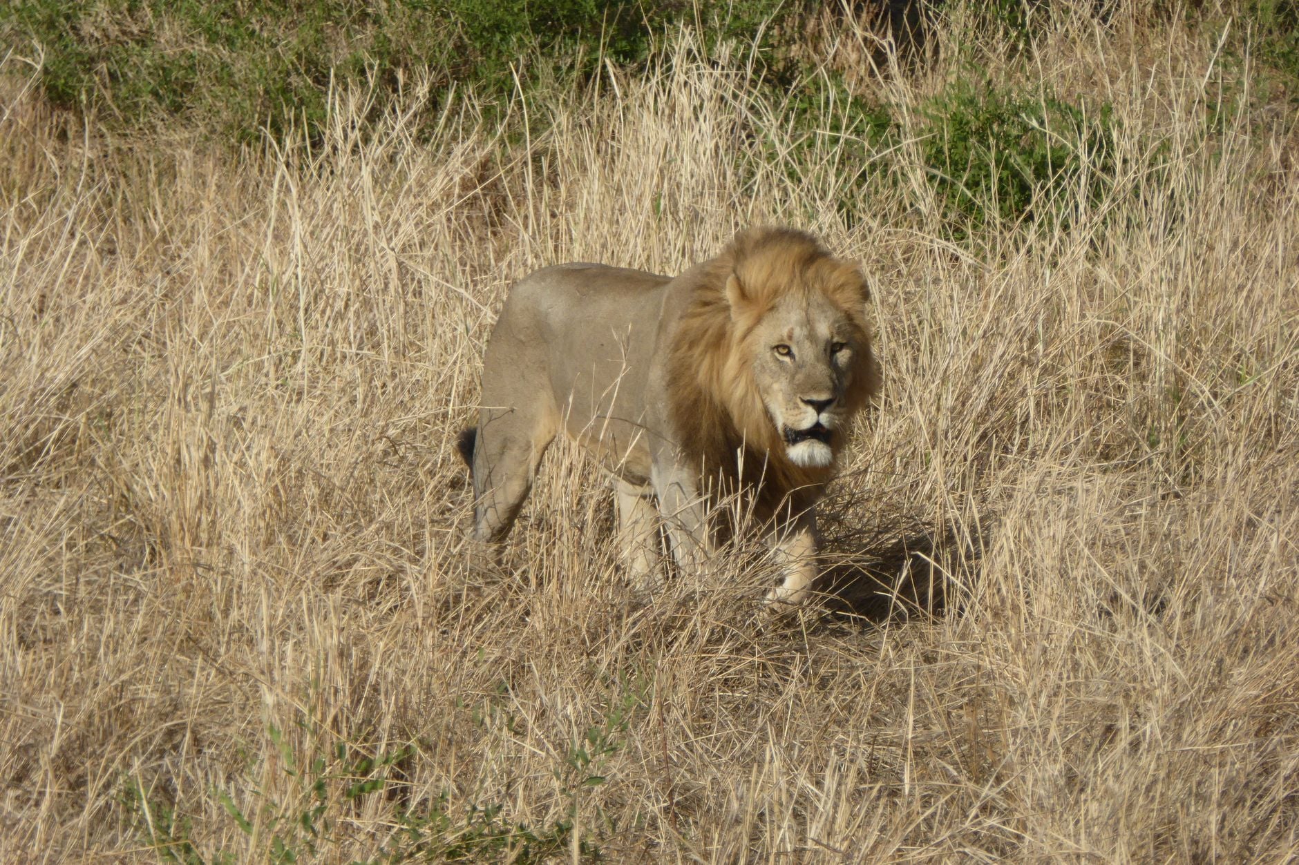 In the 1970s, Africa still held around 90,000 lions. Today, only about 20,000 to 25,000 remain — a collapse of roughly three-quarters in half a century — and the species now survives in less than 8% of the land it once roamed.