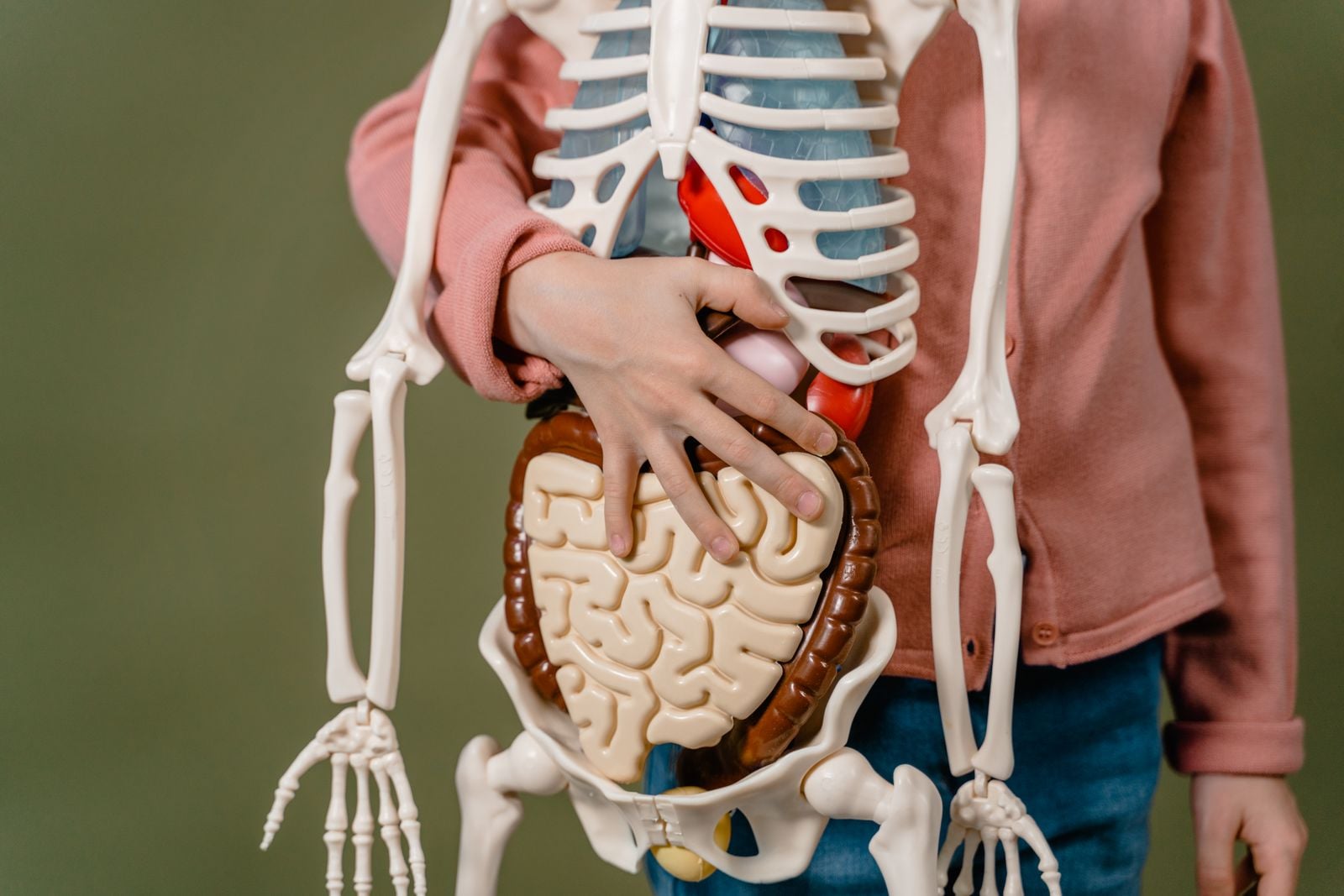 liver anatomy diagram
