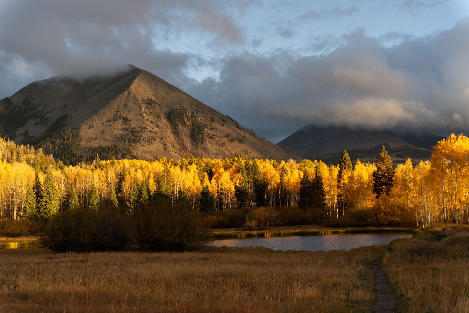 Pando aspen grove Utah