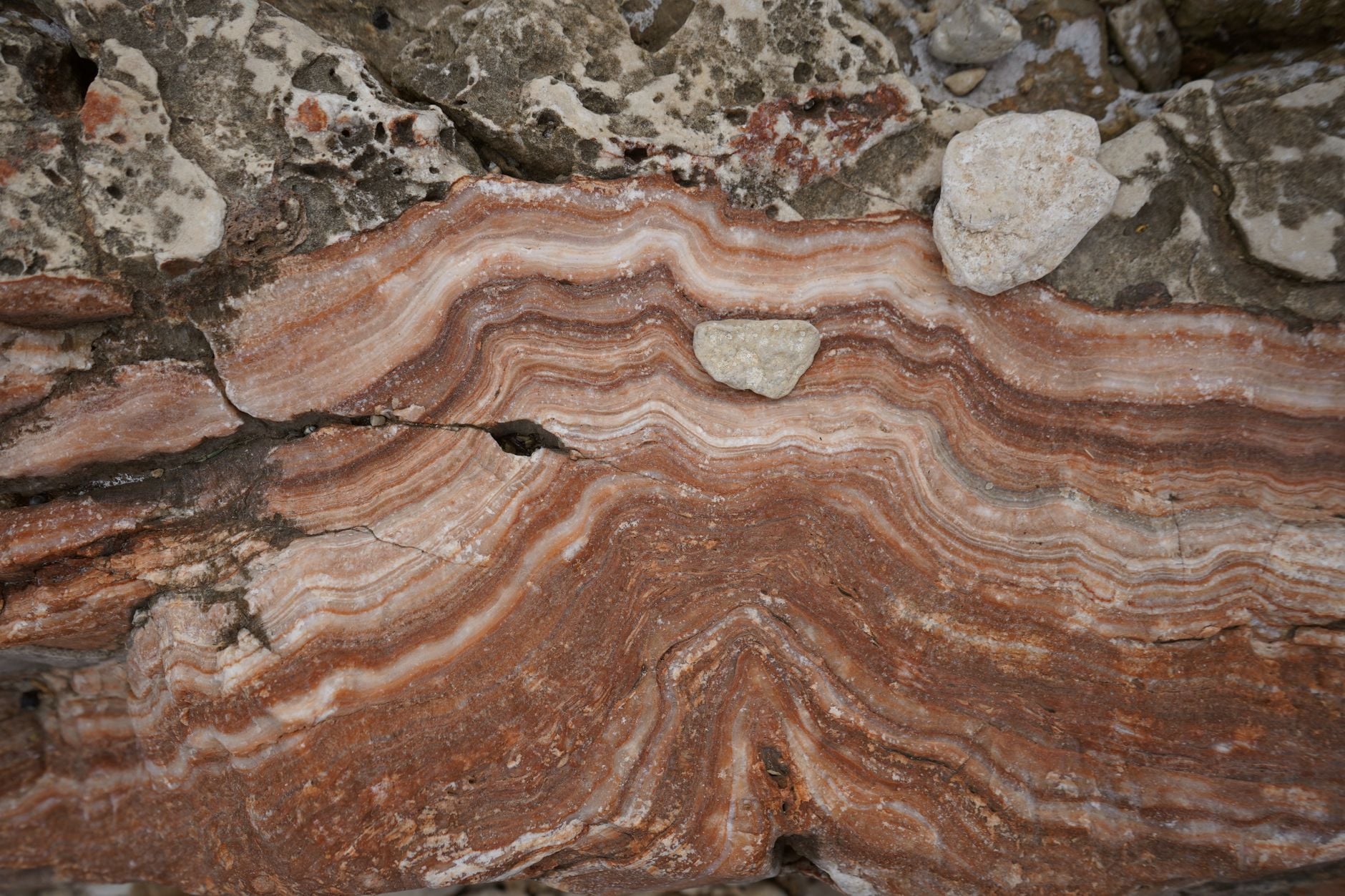 Every atom of oxygen in the air traces back to a catastrophe: cyanobacteria started releasing it about 2.4 billion years ago, poisoned most of the life that existed at the time, and stripped enough methane from the atmosphere to freeze the planet nearly to the equator.