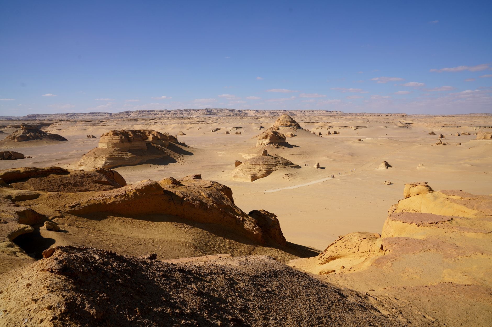 Palaeontologists were preparing to leave the Egyptian desert when they noticed teeth protruding from the ground — and uncovered the skull of a 30-million-year-old apex predator