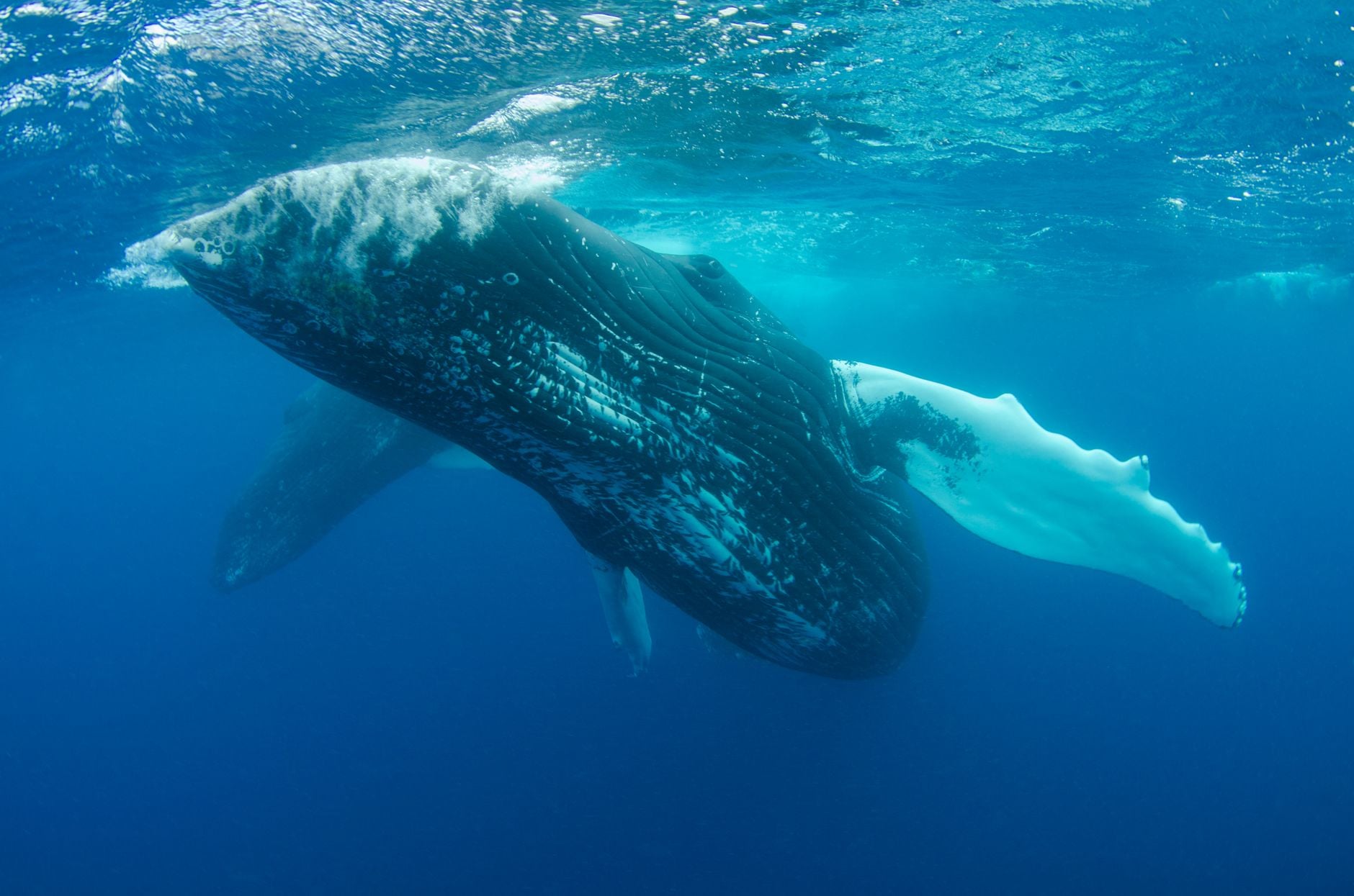 Every few years the entire humpback population of the South Pacific abandons its song and adopts a brand-new one that has drifted in from thousands of miles away—the only known case of a culture-wide fashion sweeping a species that isn't human