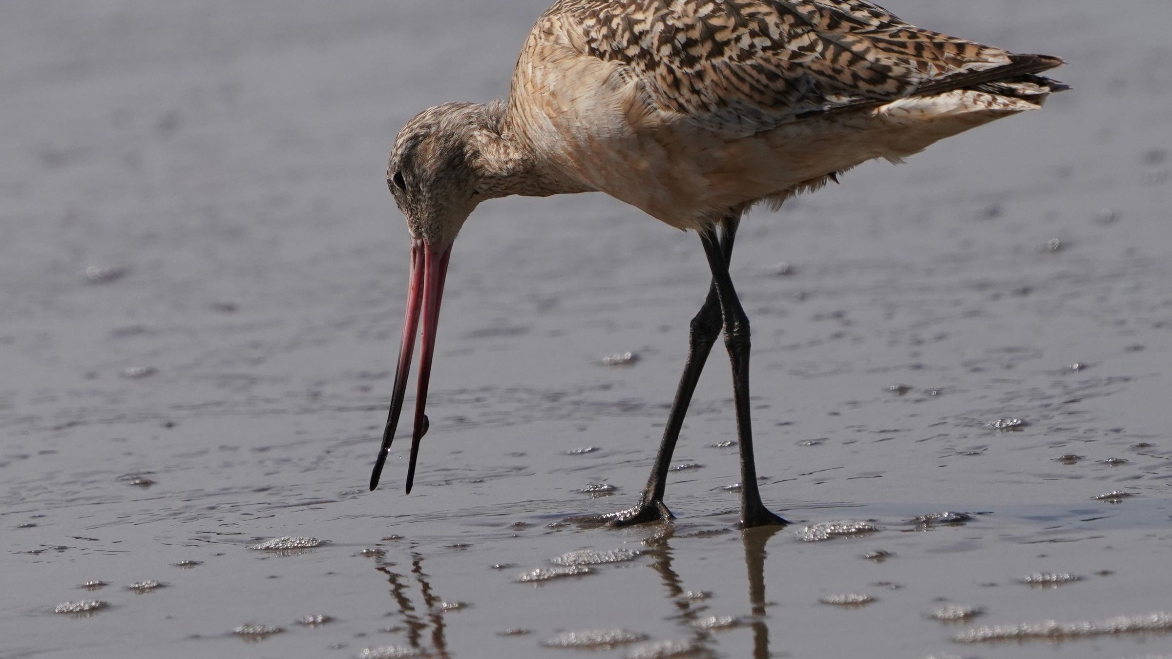 How does an animal weighing less than a chocolate bar fly 13,000 kilometres across the Pacific without landing, eating or sleeping?