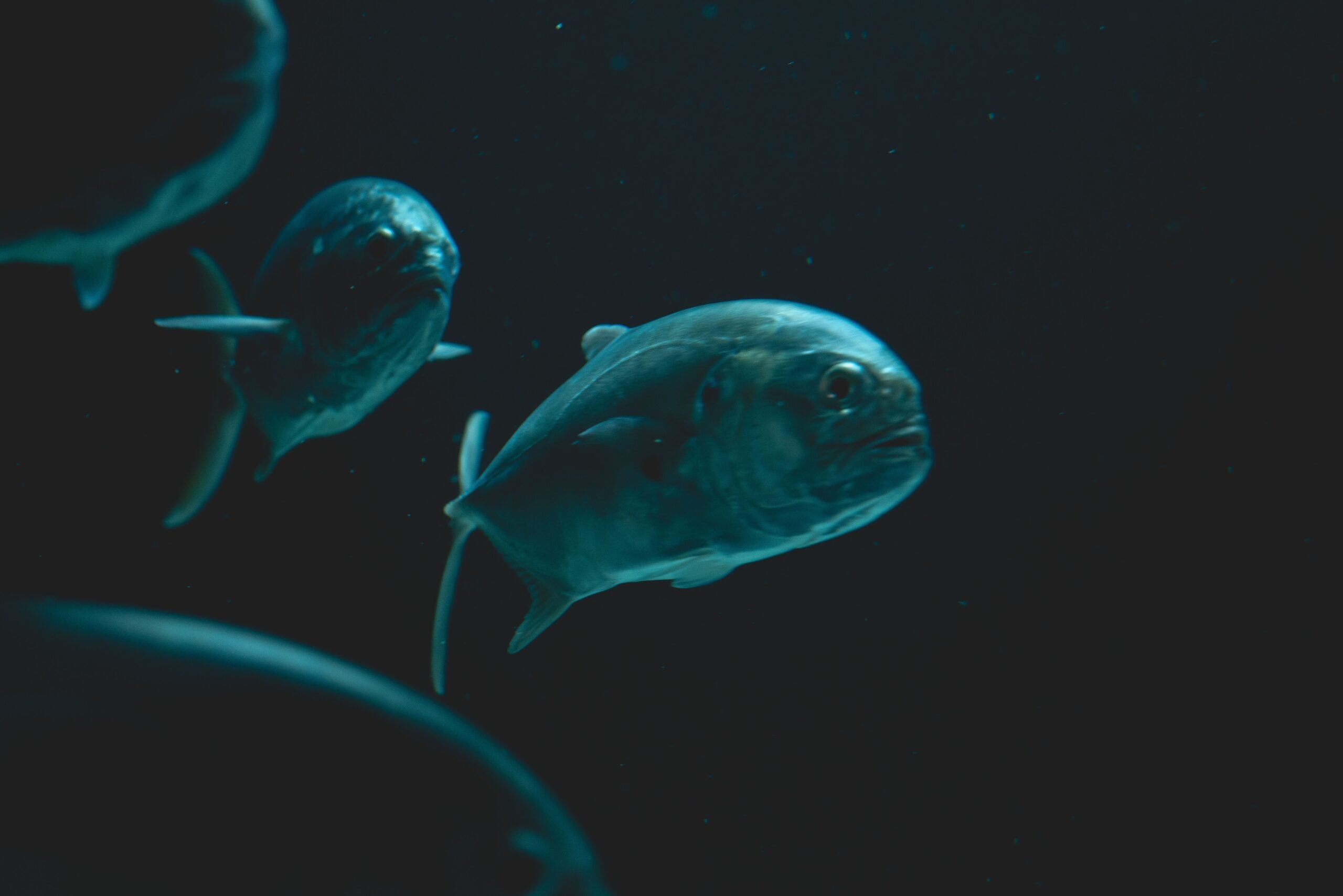 How does a fish live eight kilometres beneath the surface, under pressure equal to a thousand cars stacked on its back, in water so cold and so heavy that the proteins in its body should long since have stopped folding?